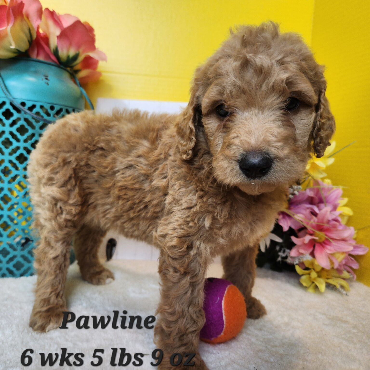 F1b Goldendoodle Pawline