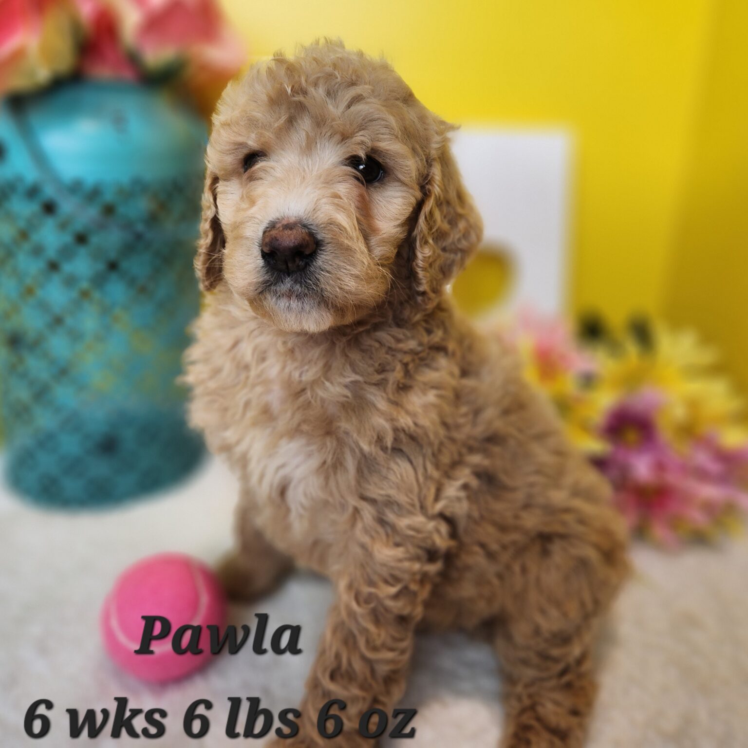 F1b Goldendoodle Pawla