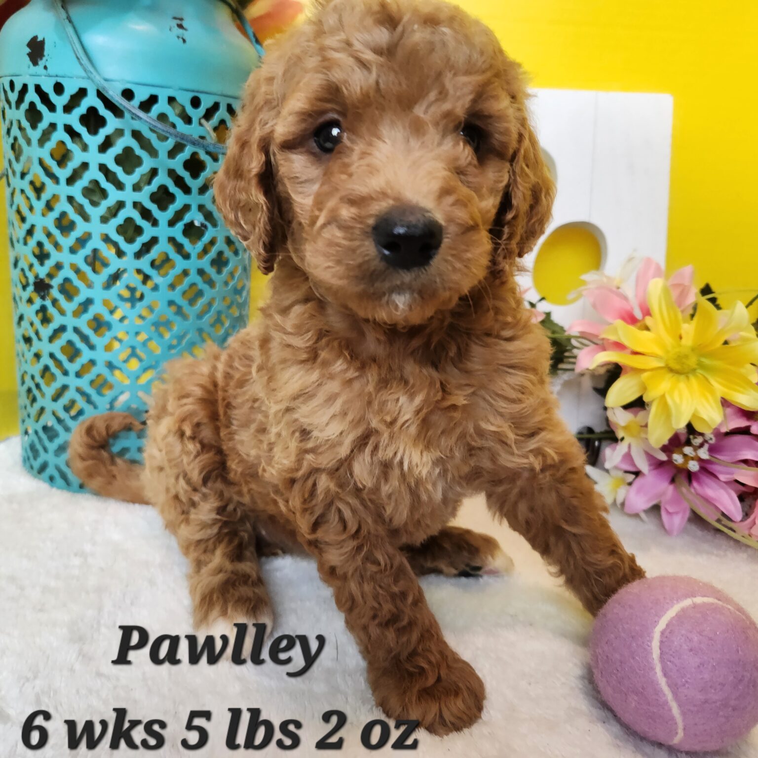 F1b Goldendoodle Pawlley