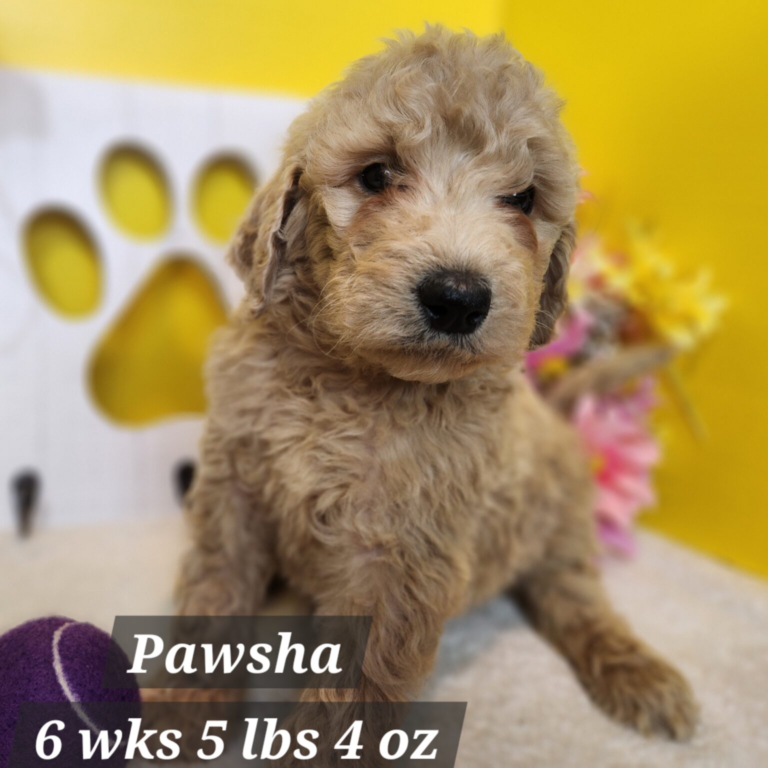 F1b Goldendoodle Pawsha