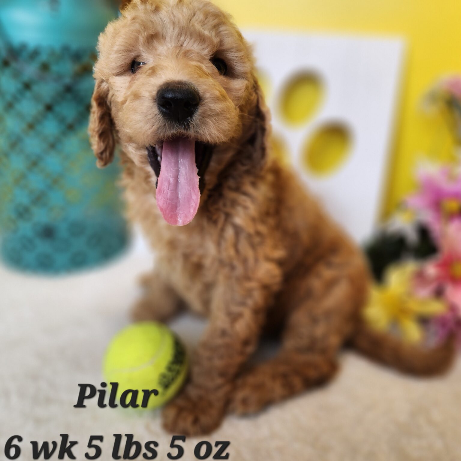 F1b Goldendoodle Pilar