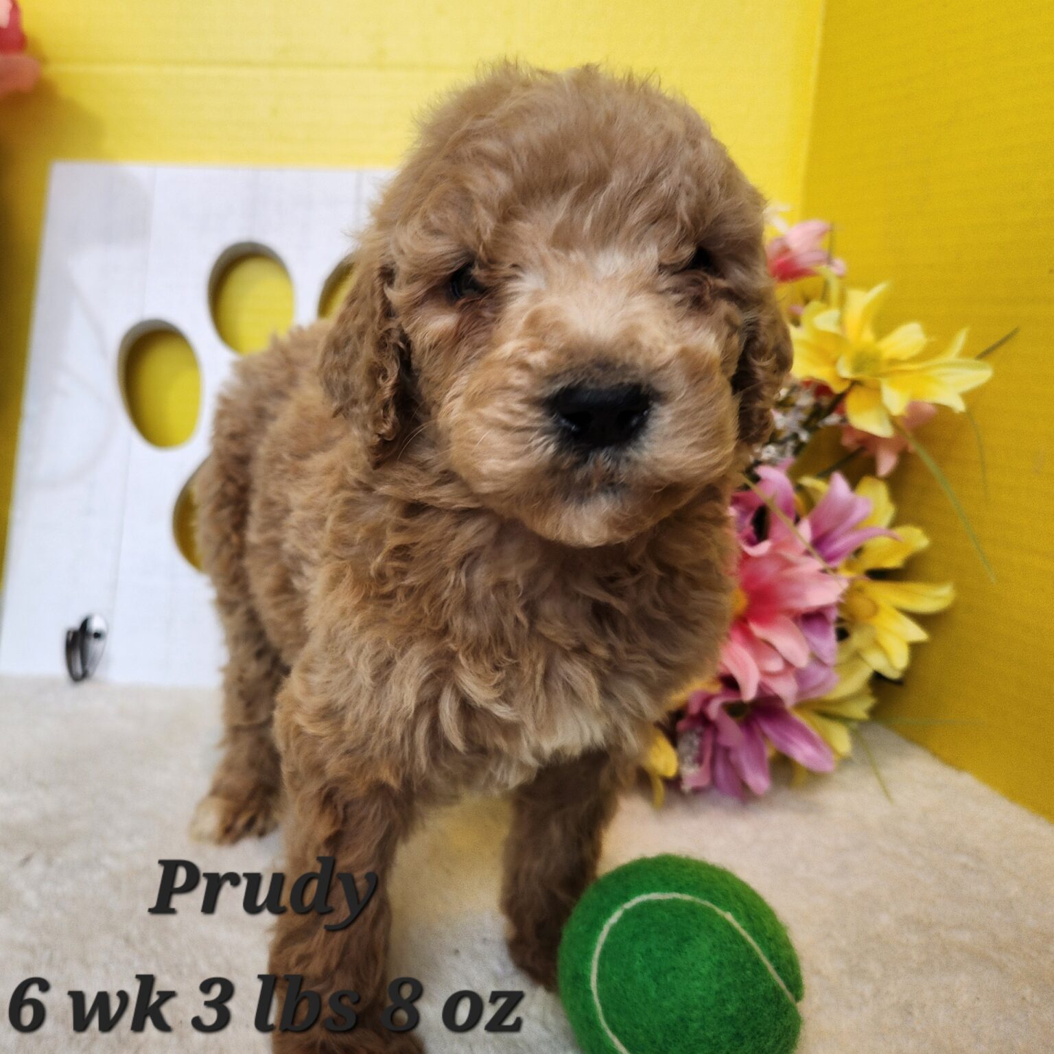 F1b Goldendoodle Prudy