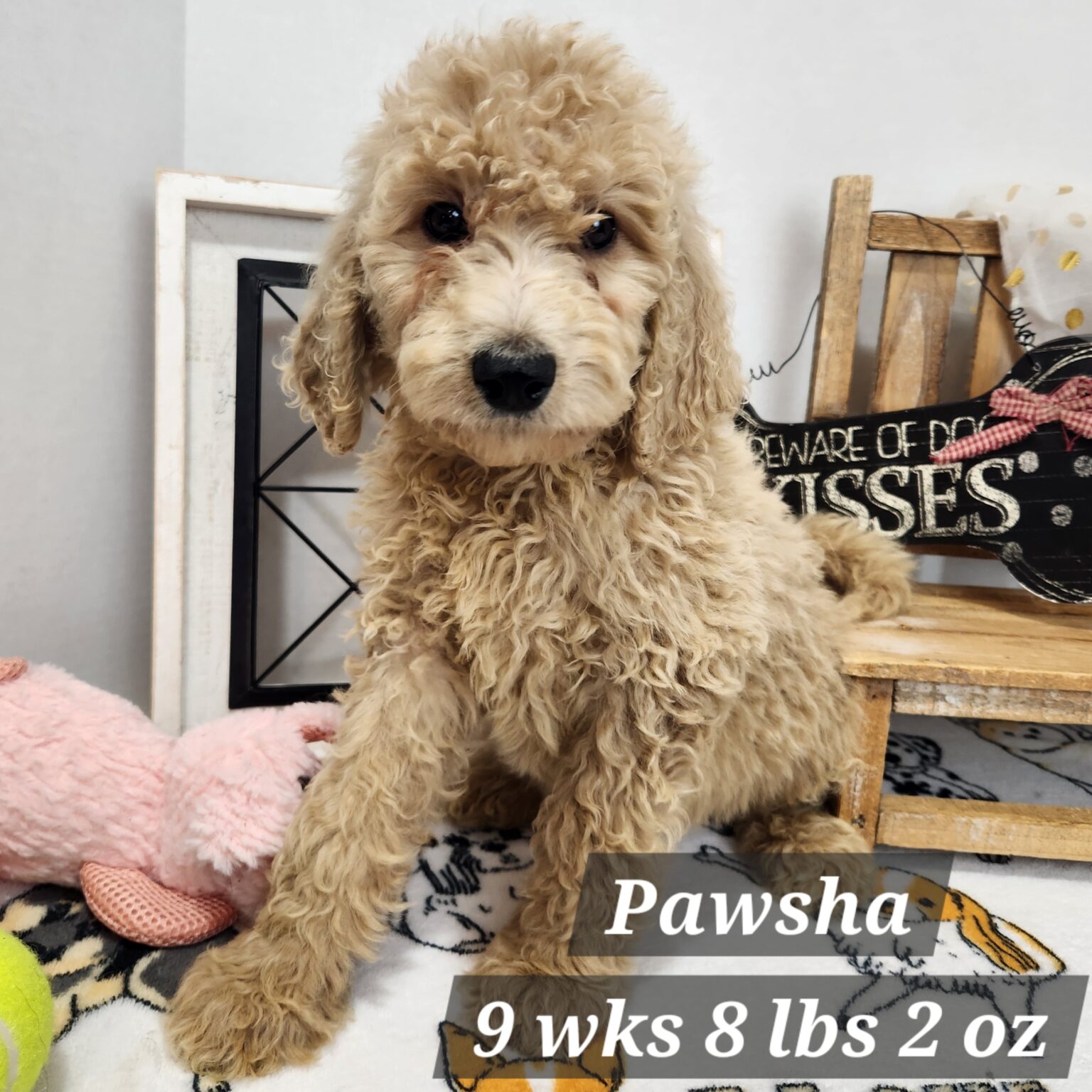 F1b Goldendoodle Pawsha