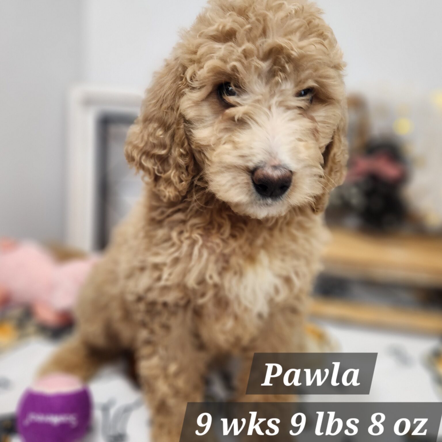 F1b Goldendoodle Pawla