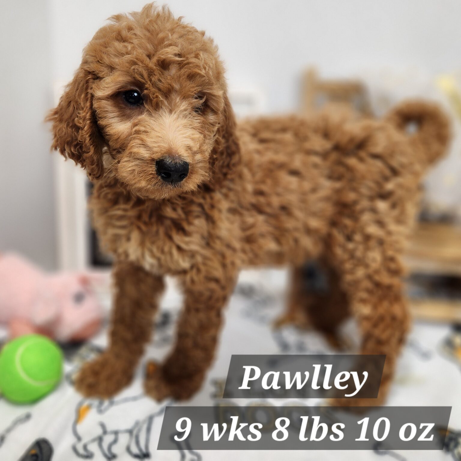 F1b Goldendoodle Pawlley