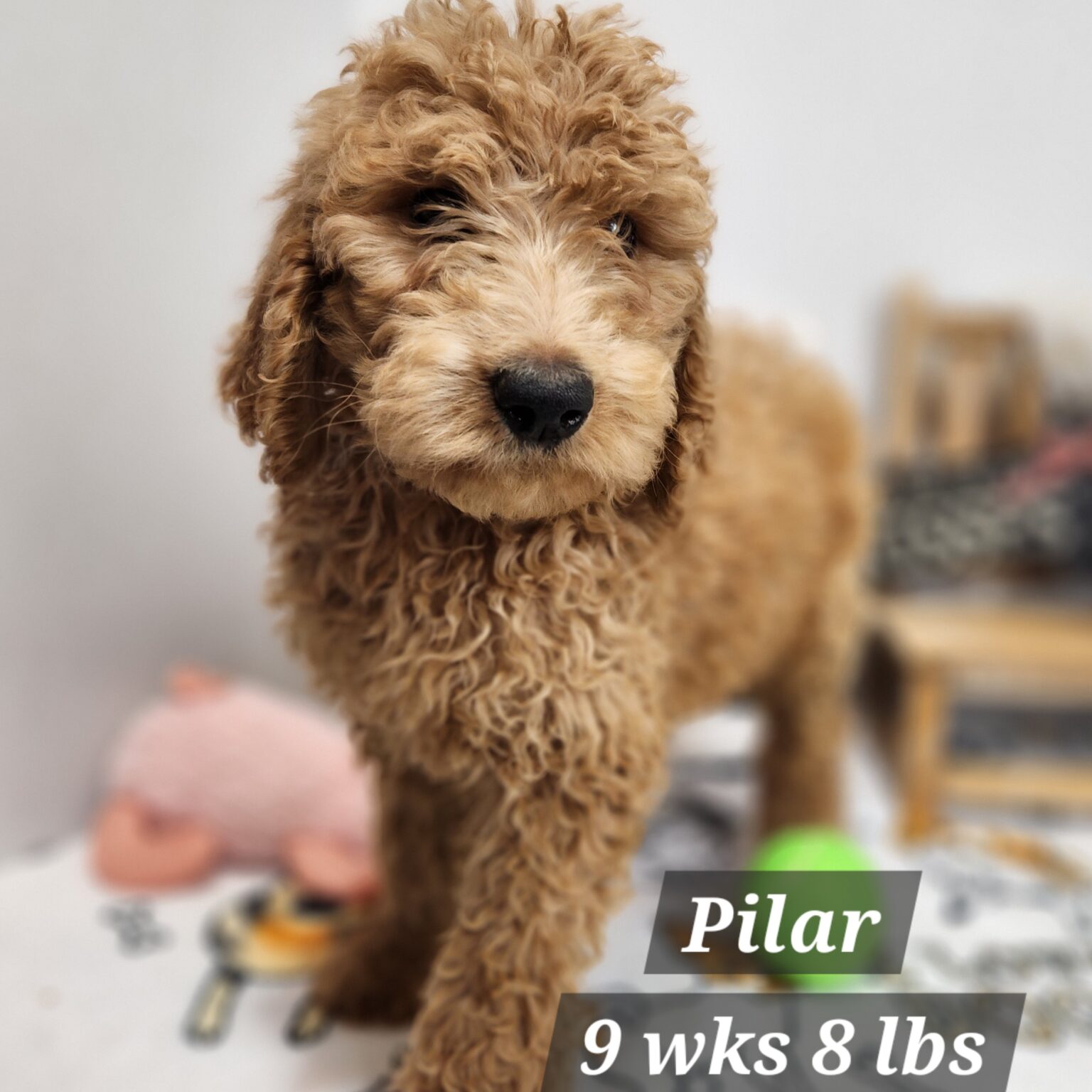 F1b Goldendoodle Pilar