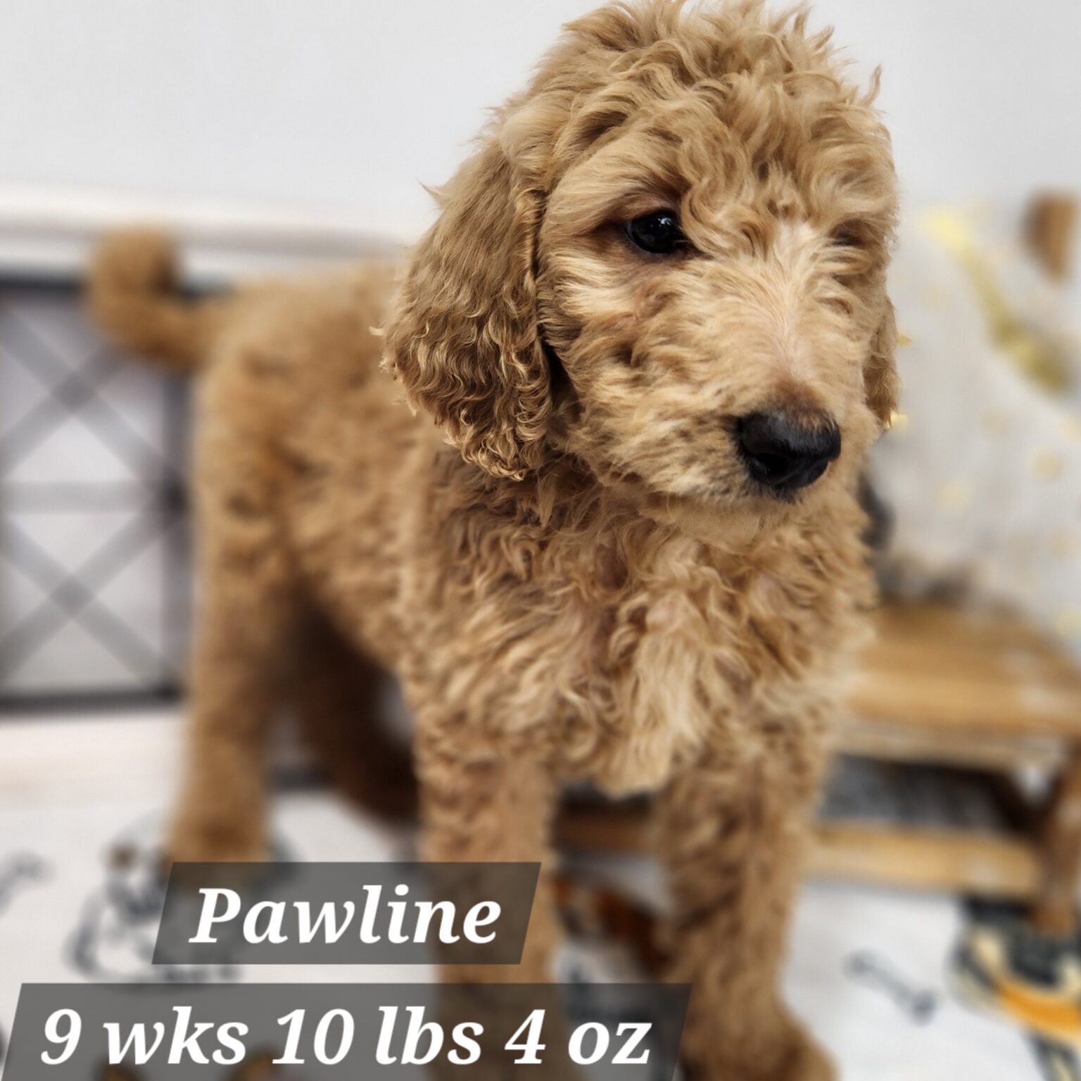 F1b Goldendoodle Pawline