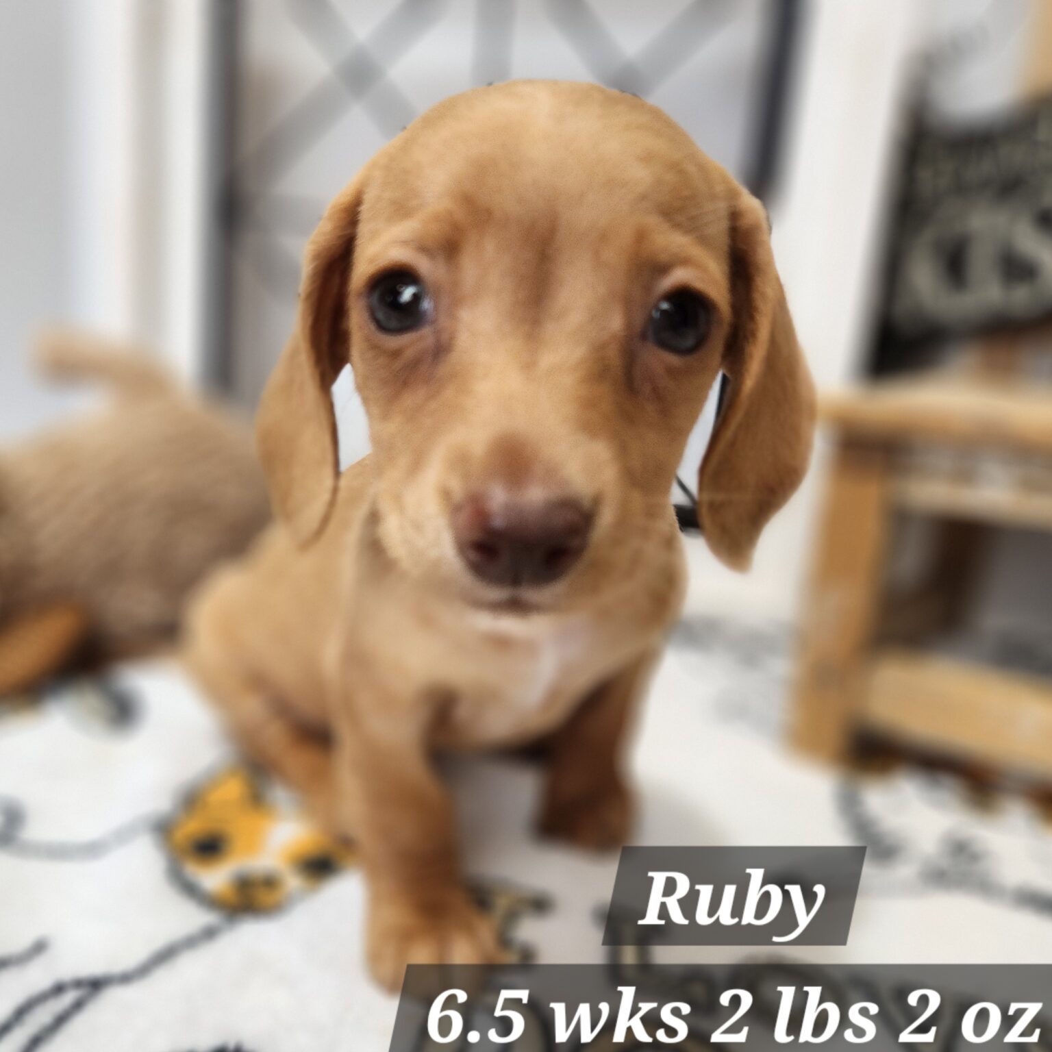 Dachshund Ruby