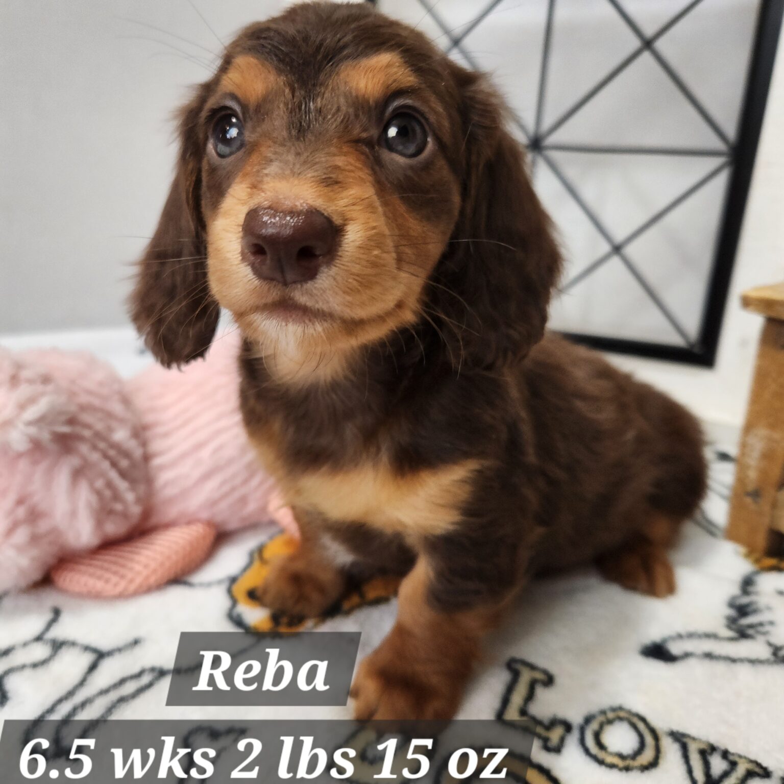 Dachshund Reba