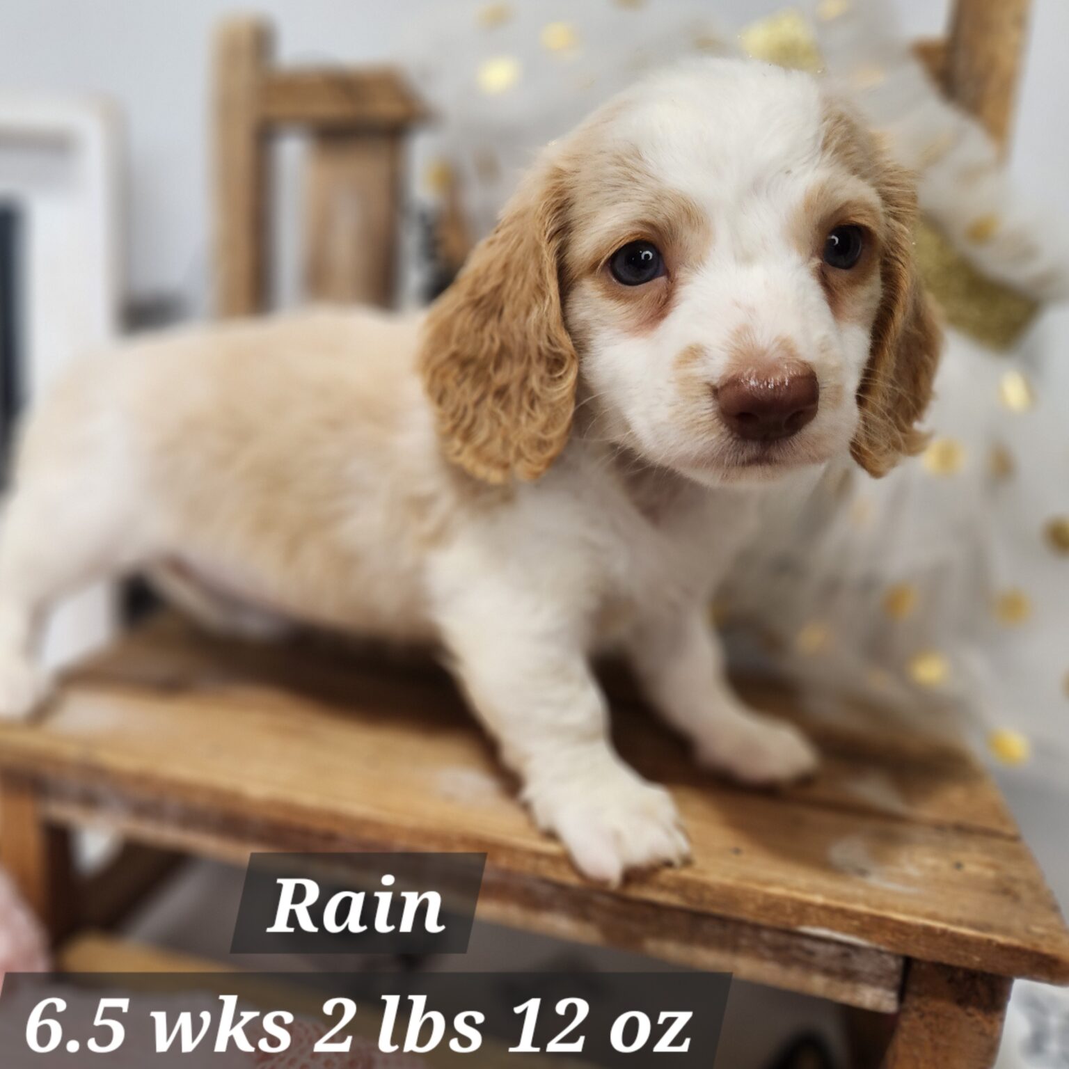 Dachshund Rain