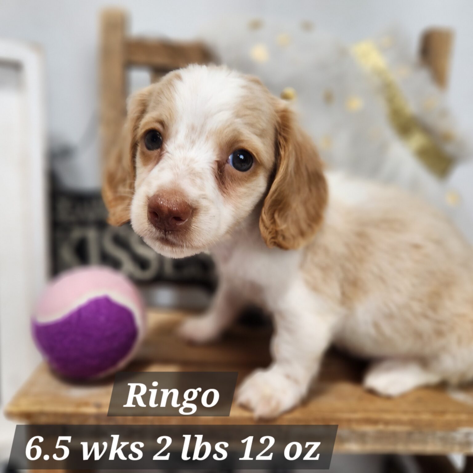 Dachshund Ringo