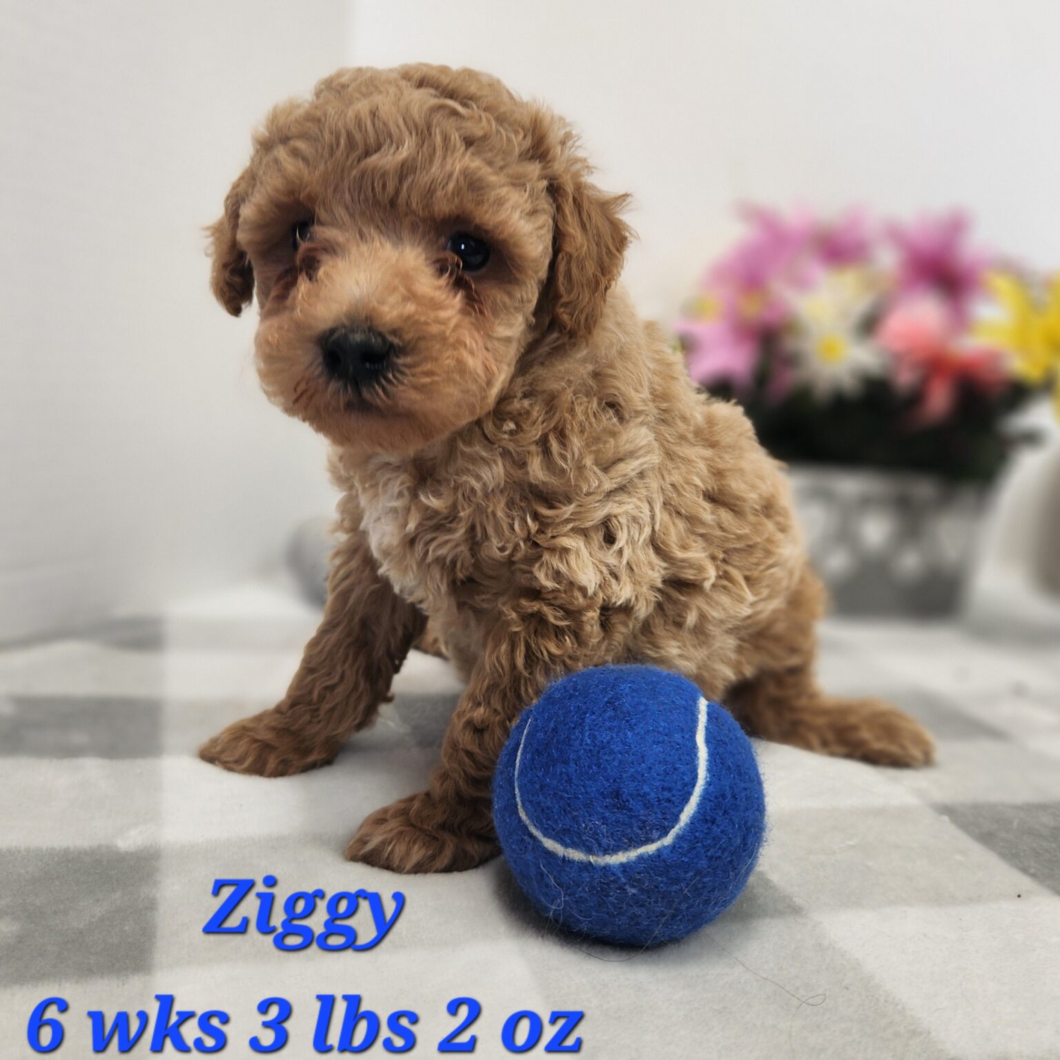 Miniature Goldendoodle Ziggy