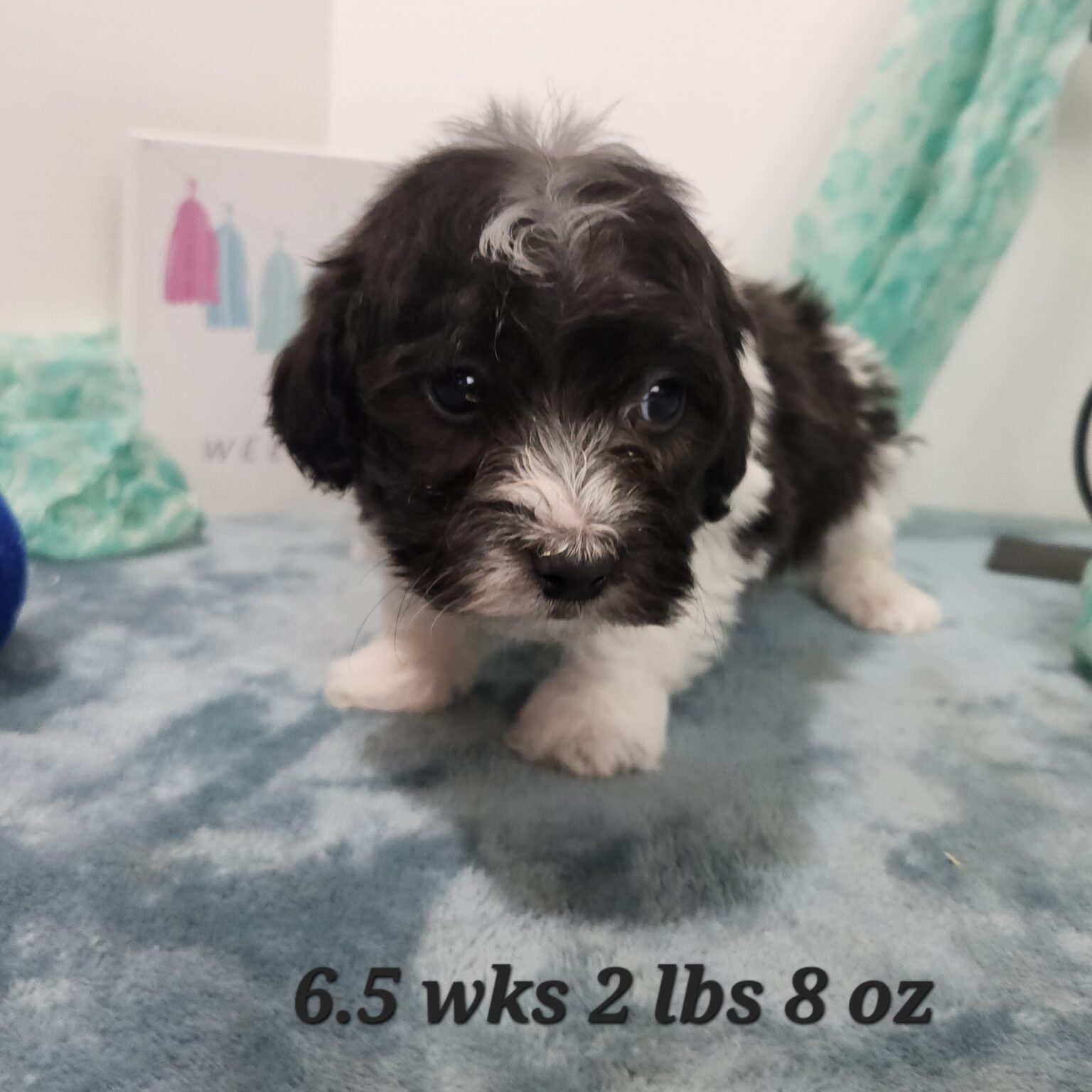 Doxiepoo Male