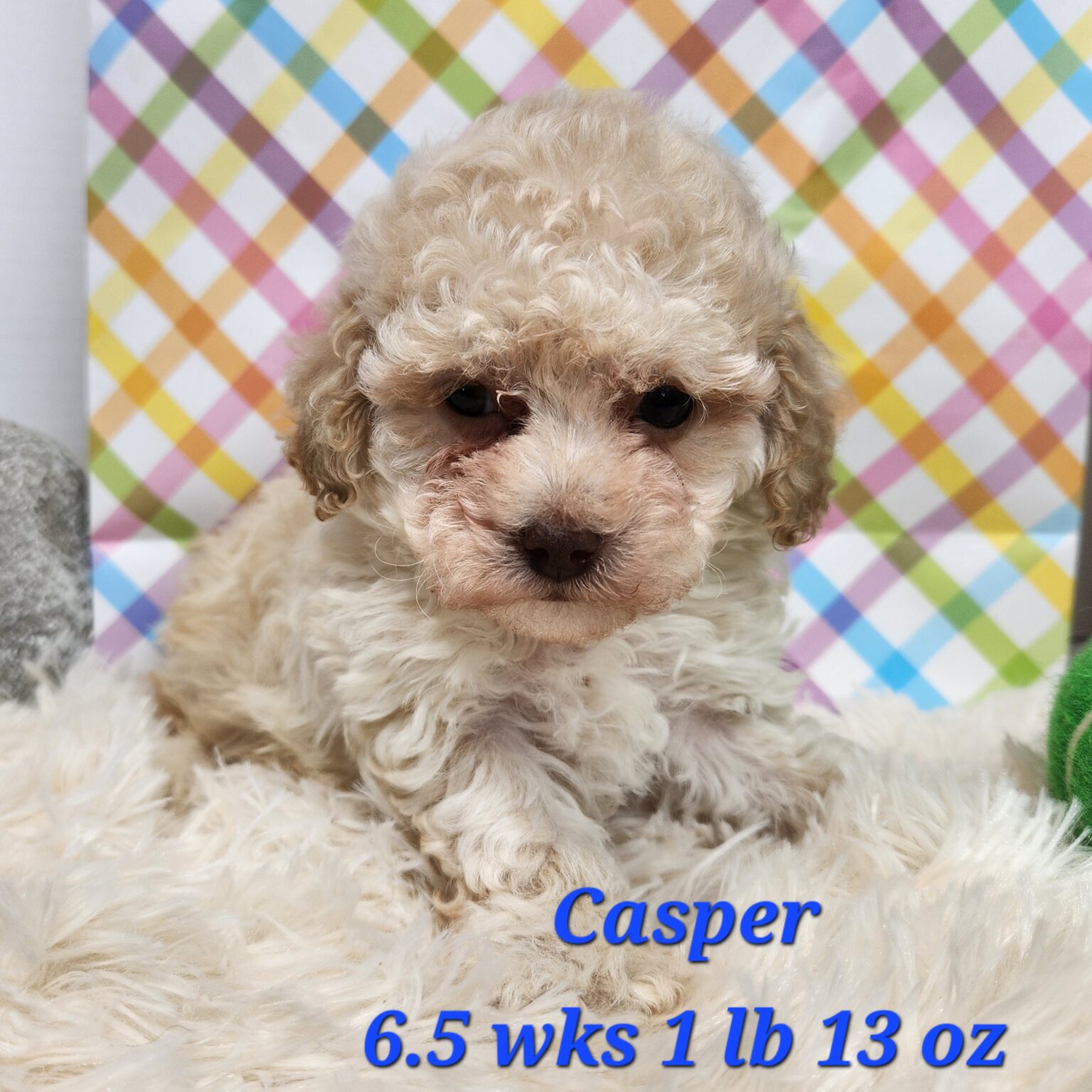 Toy Poodle Casper