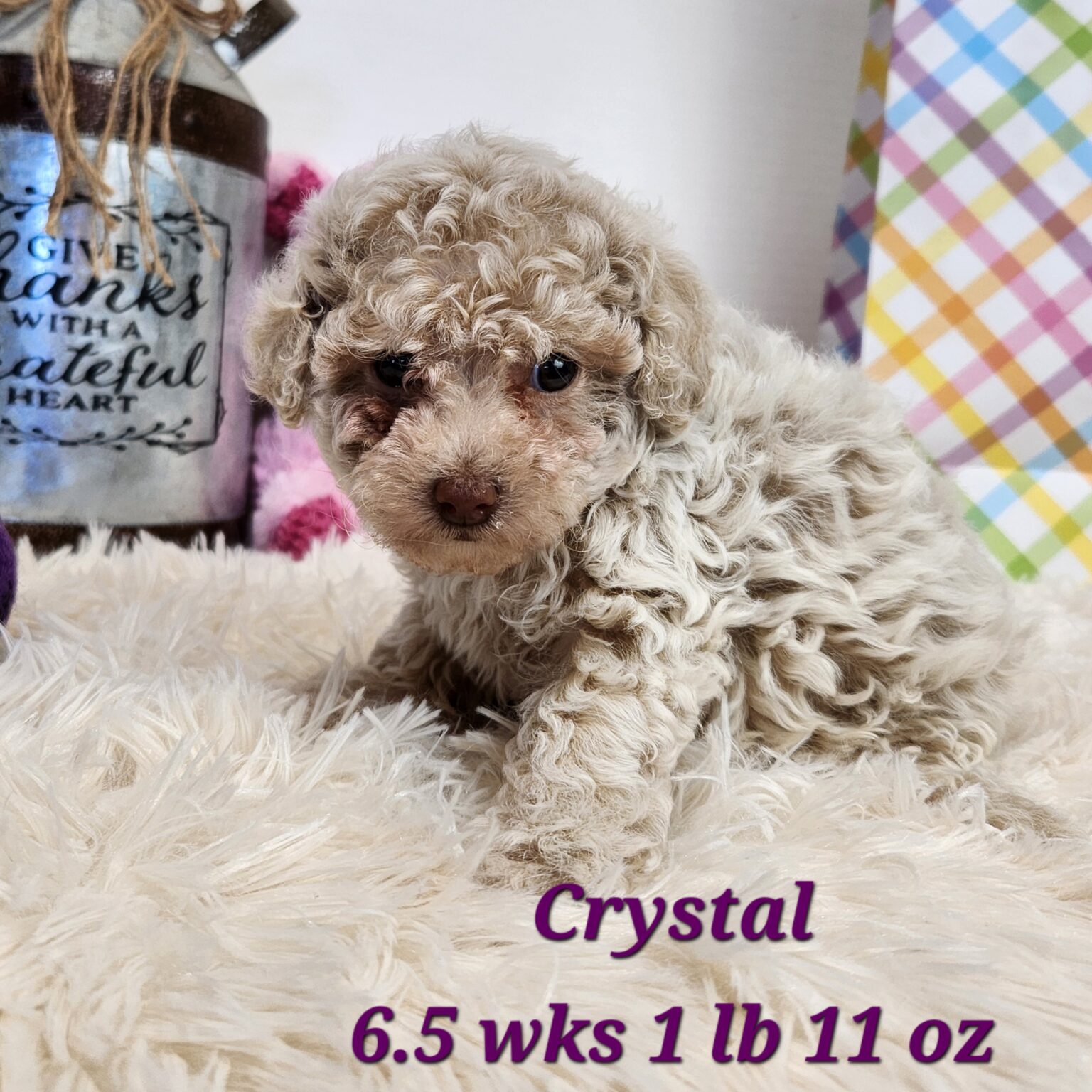 Toy Poodle Crystal