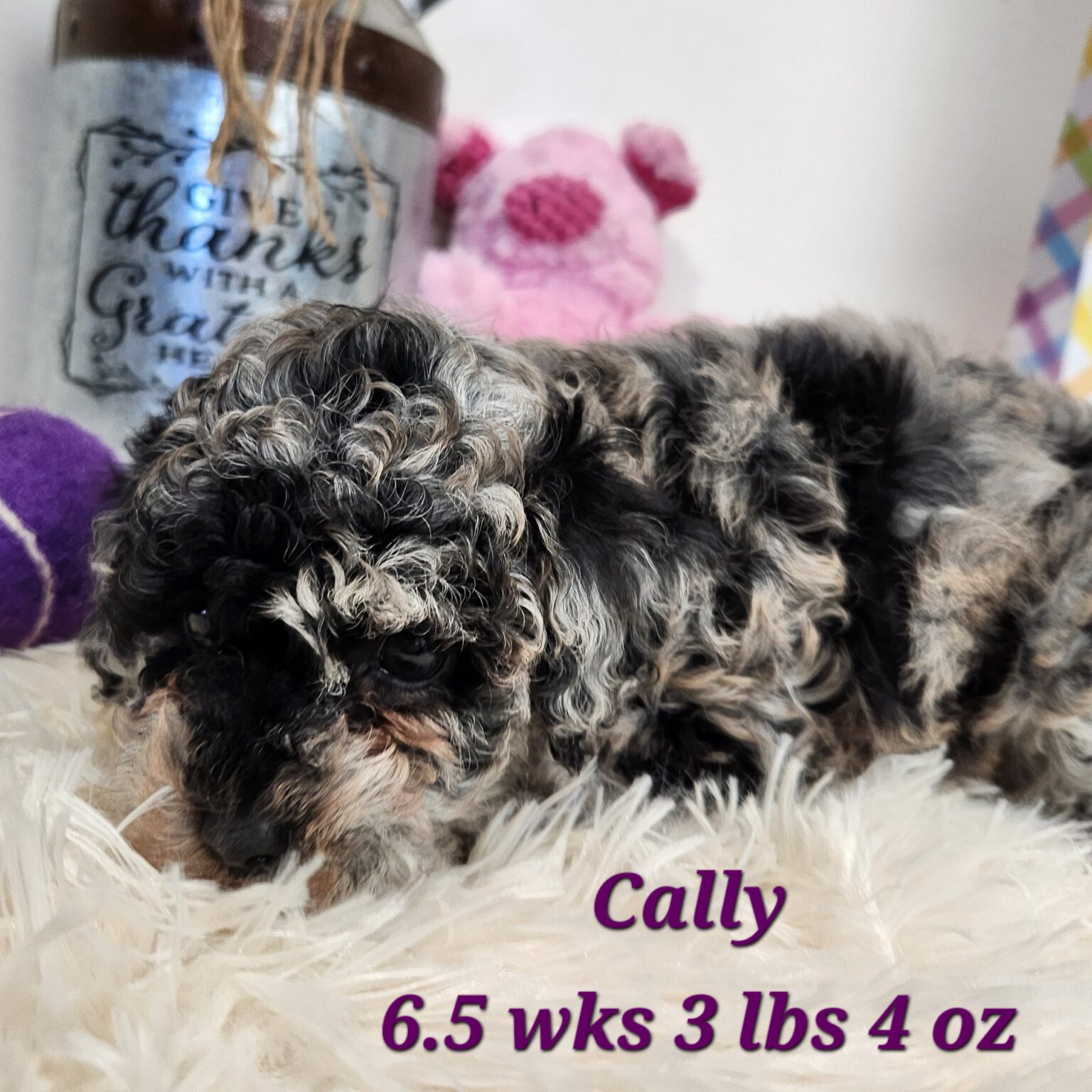 Toy Poodle Calley