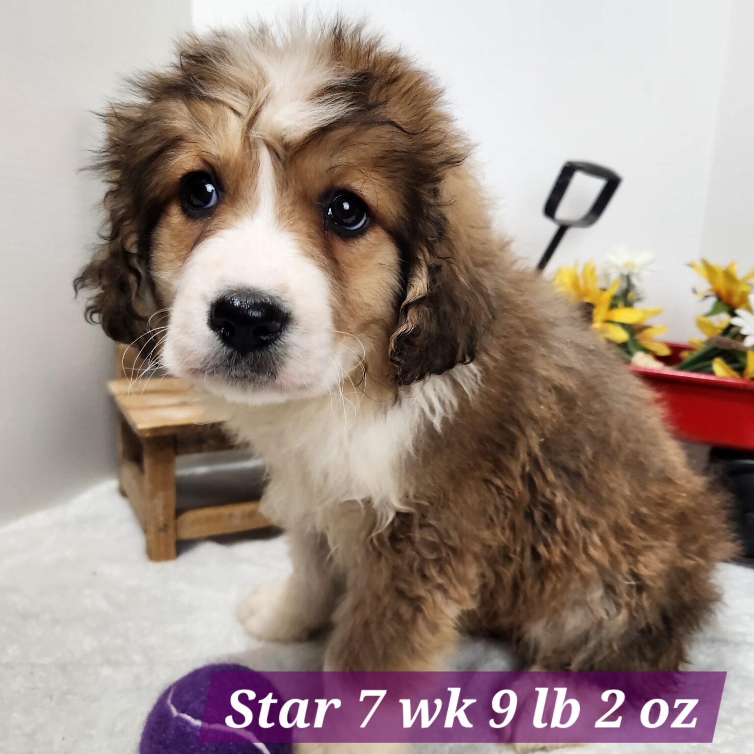 Great Bernese Star