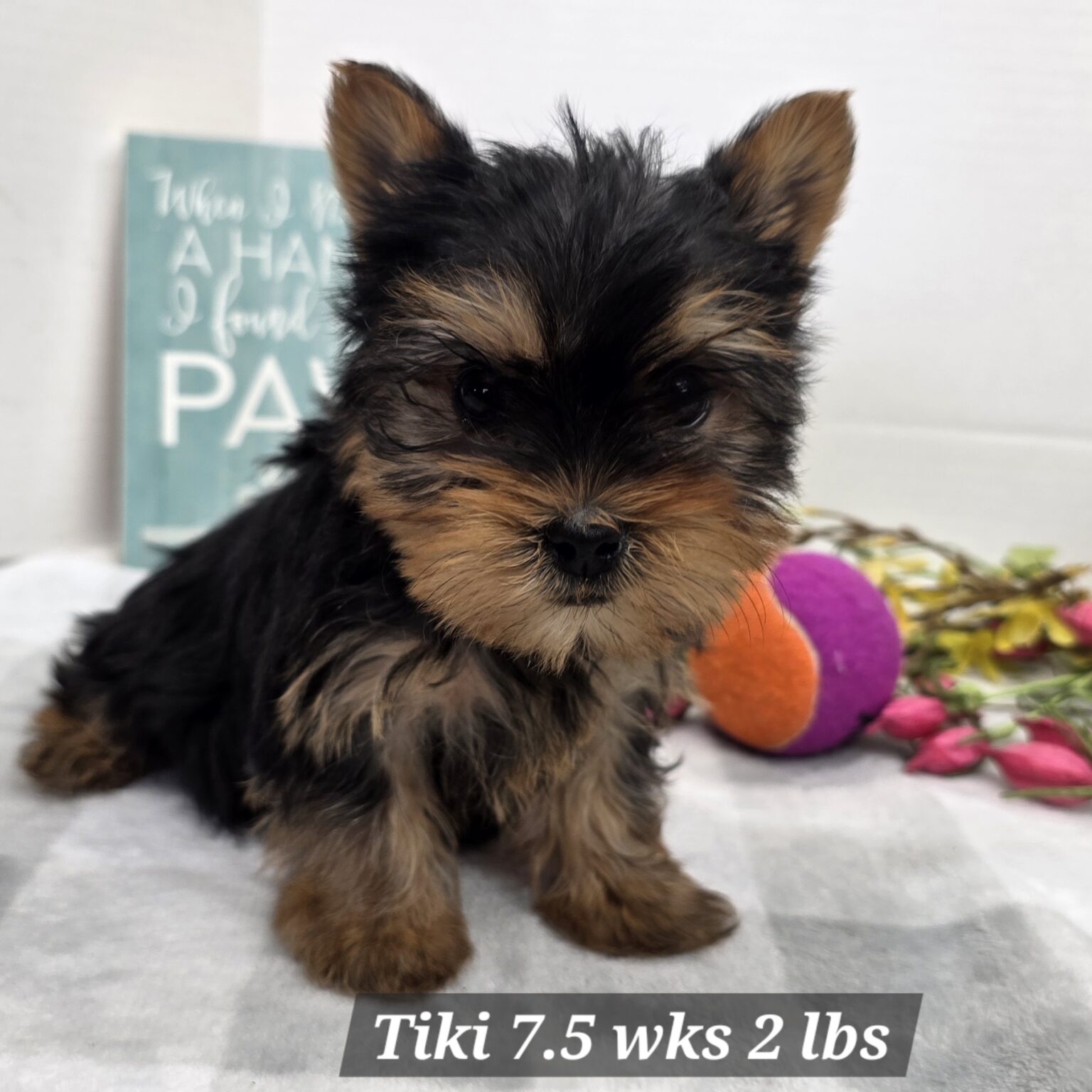 Yorkshire Terrier