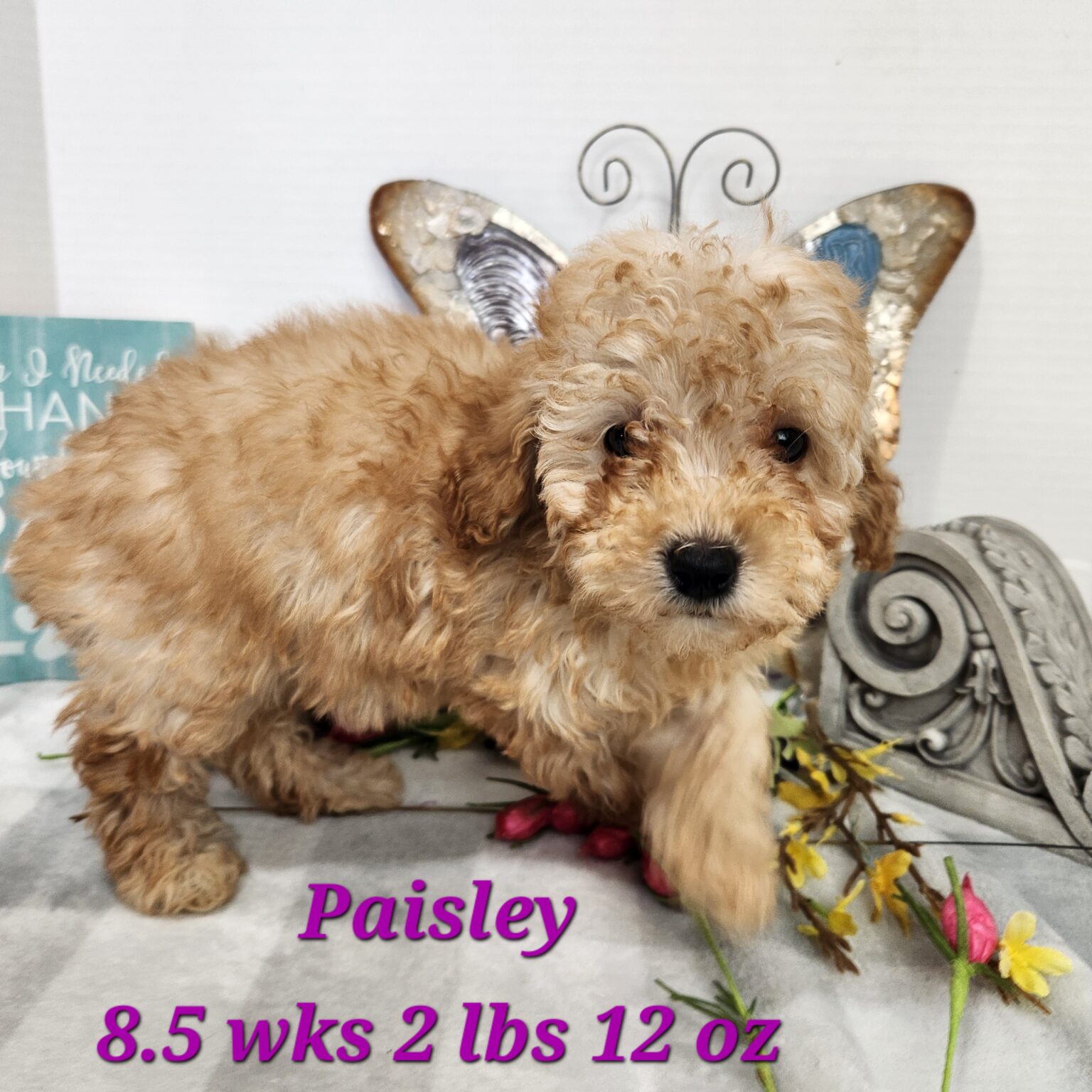 Mini Aussiedoodle Paisley