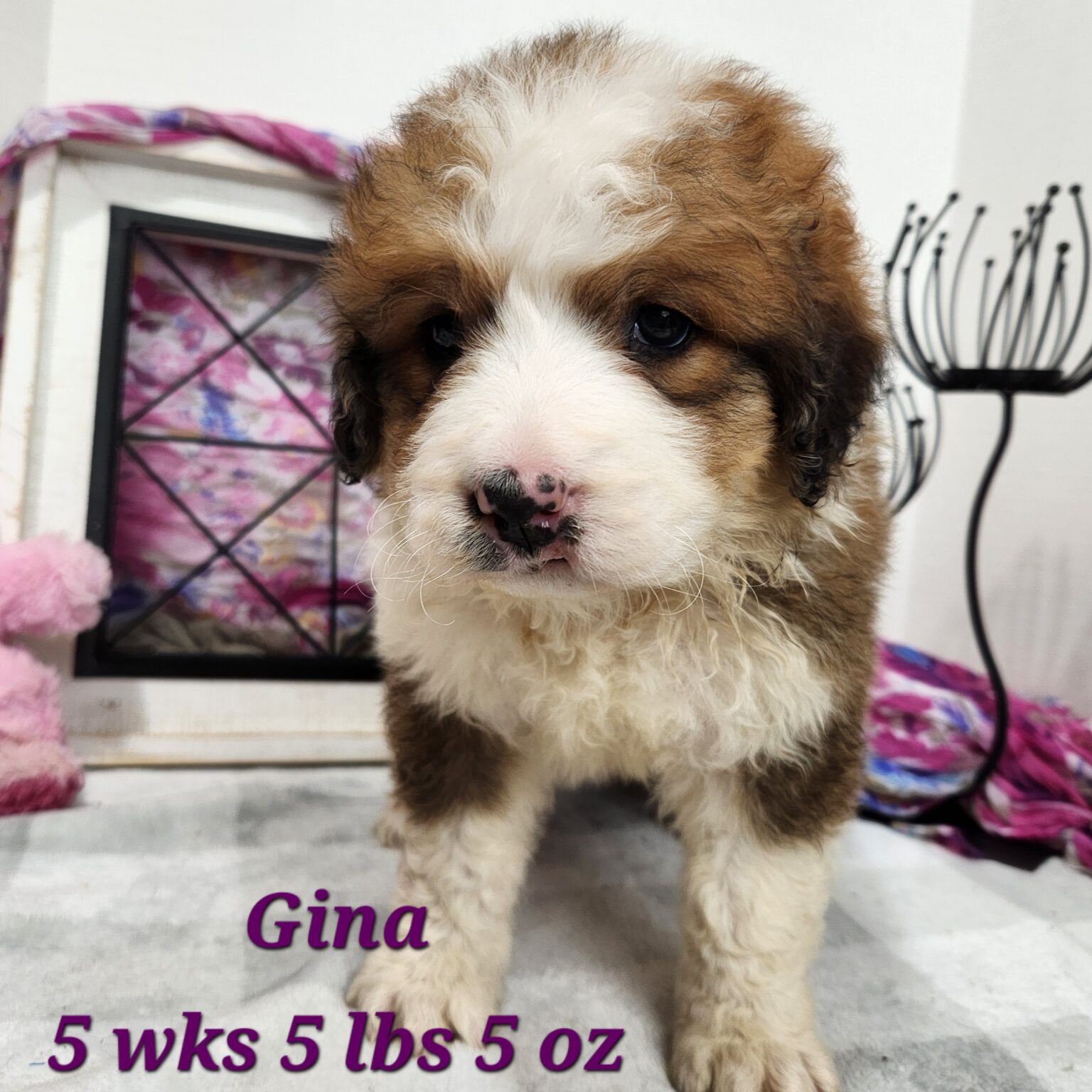 Great Bernese Gina