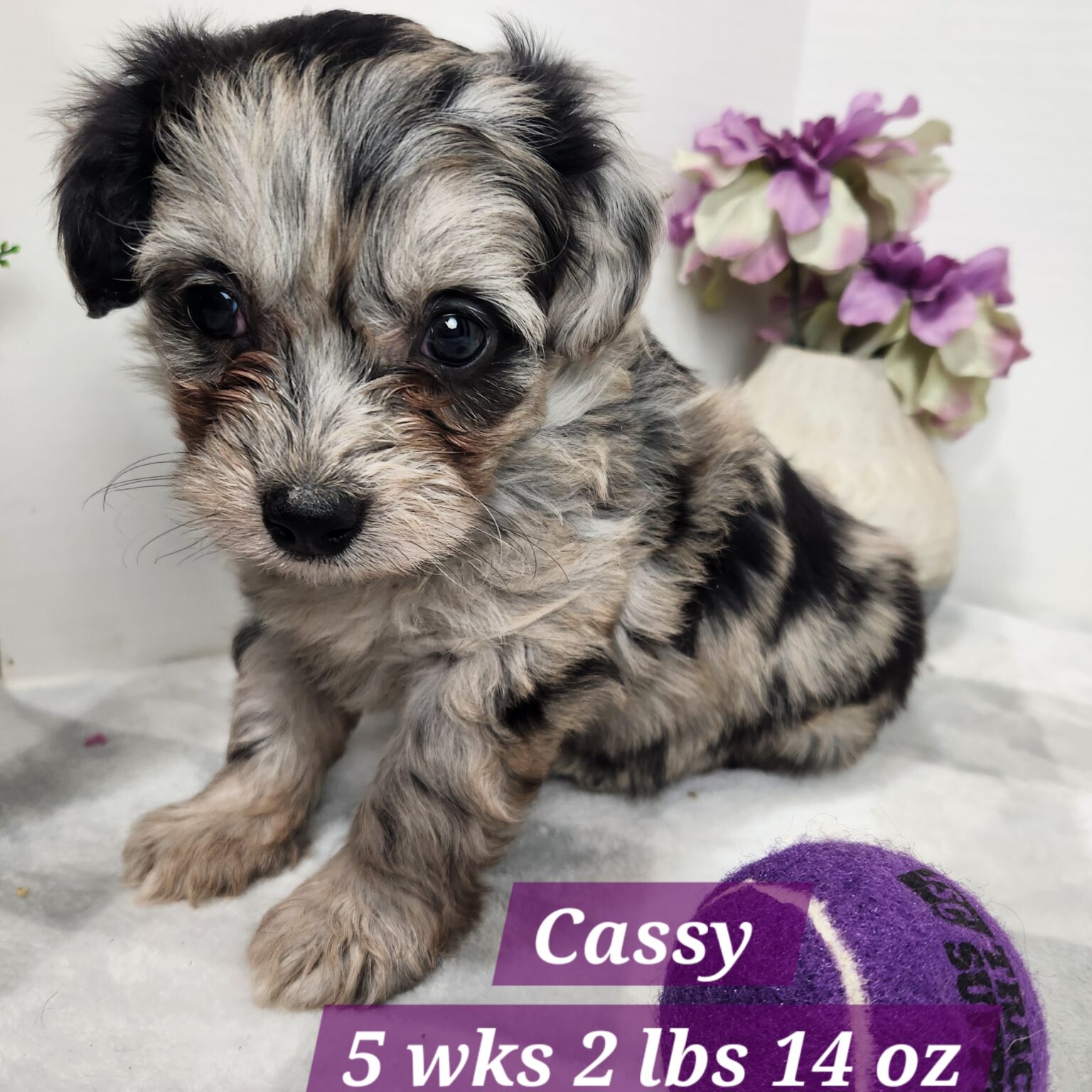 Mini Aussiedoodle Cassy
