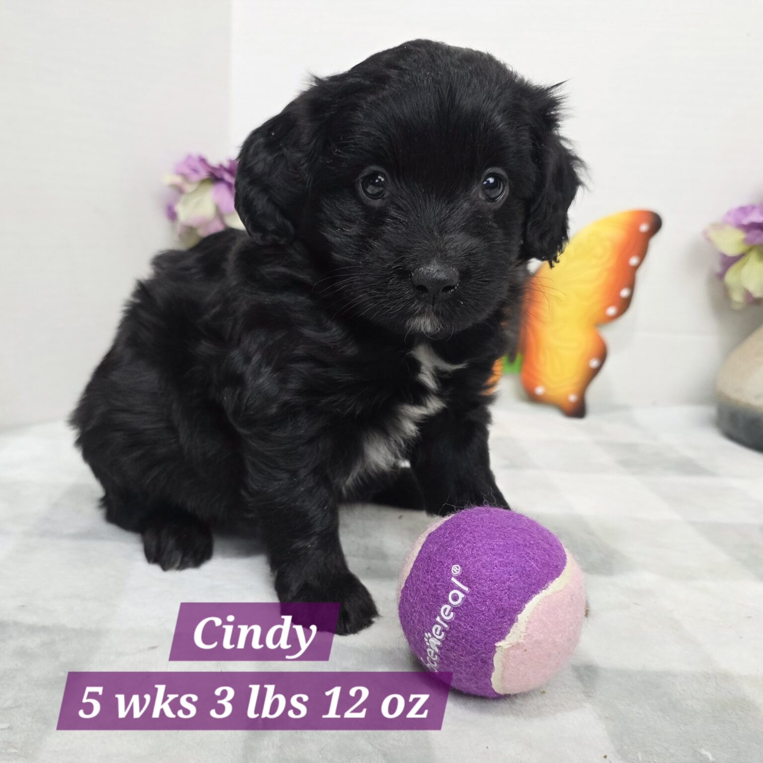 Mini Aussiedoodle Cindy