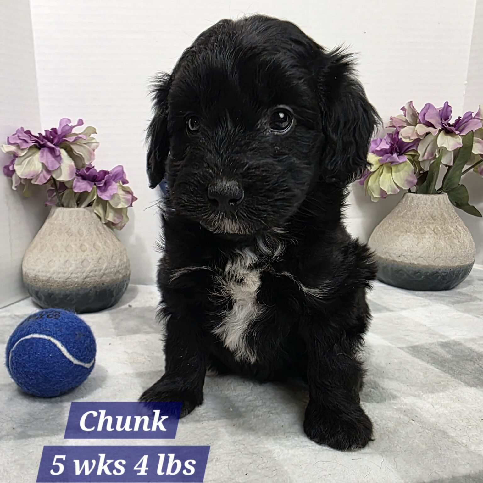 Mini Aussiedoodle Chunk