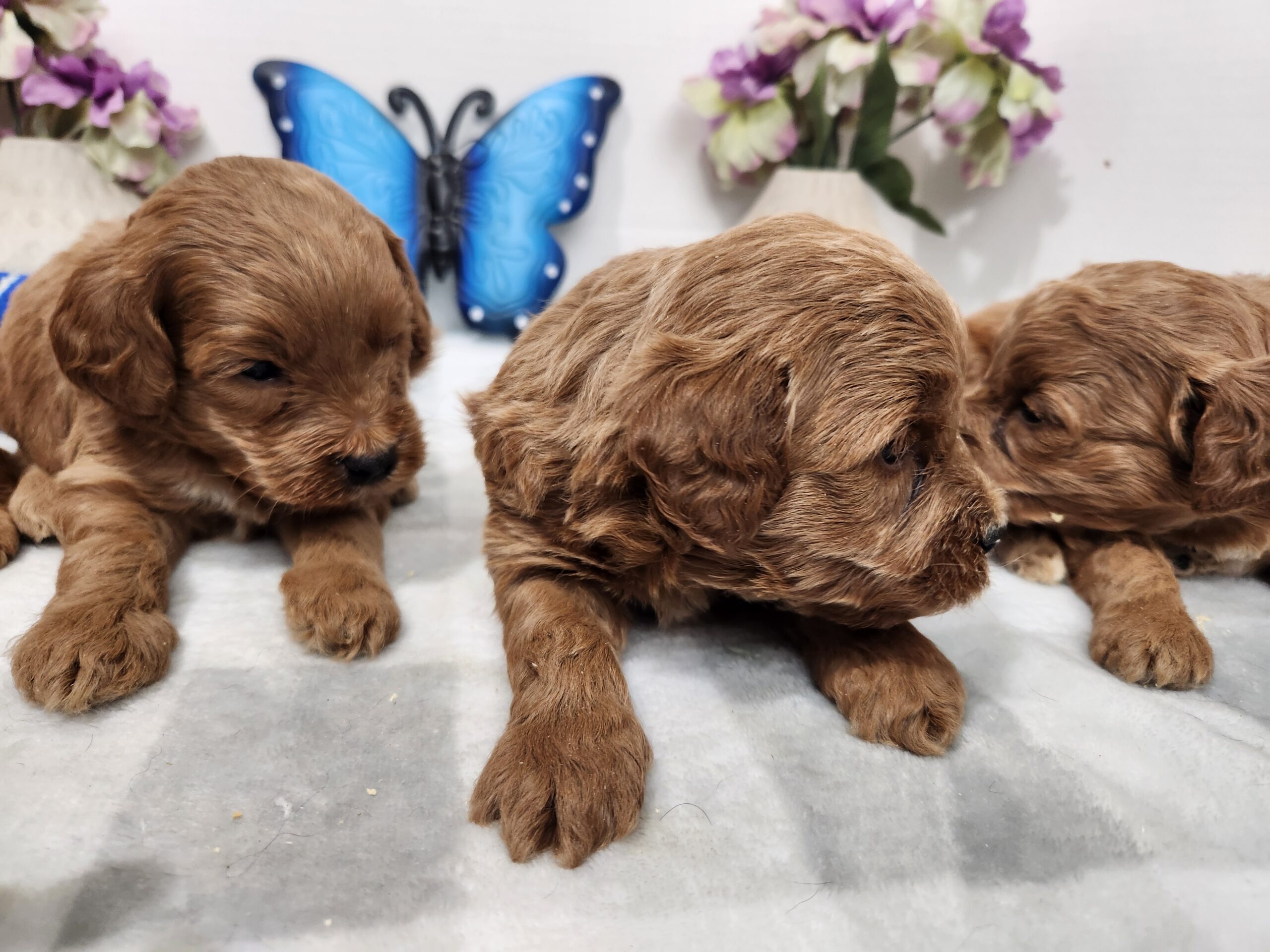 Miniature Goldendoodle Male