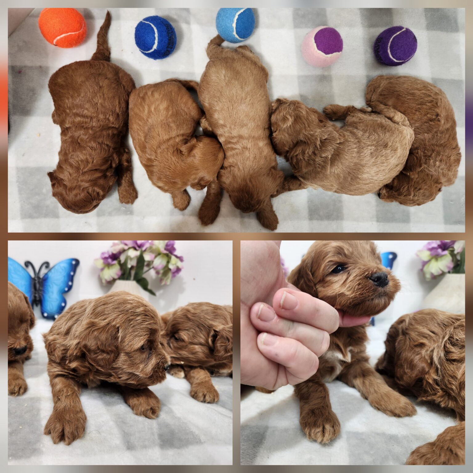 Miniature Goldendoodle Females