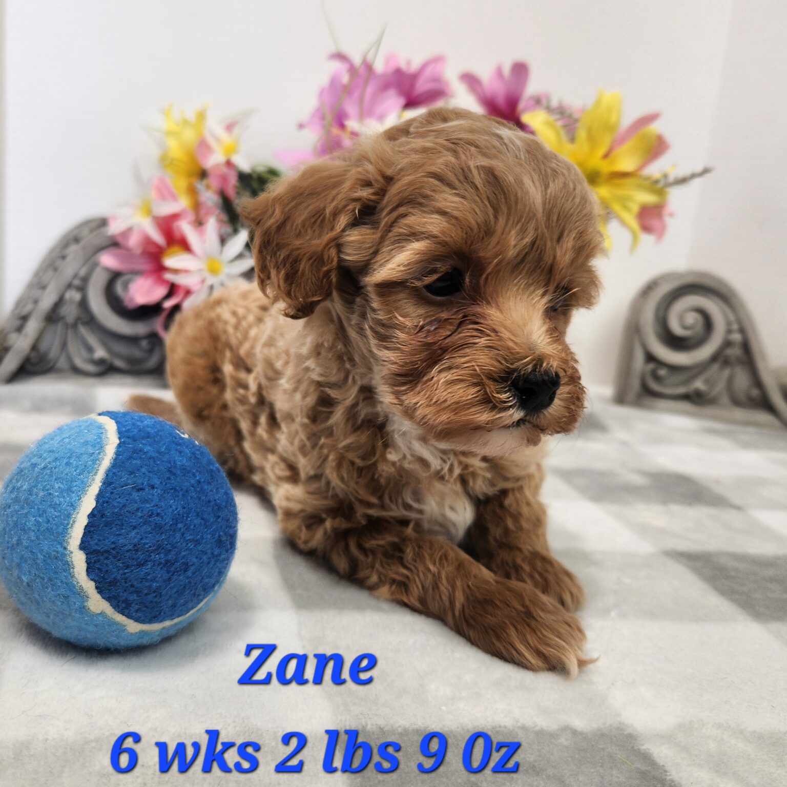 Miniature Goldendoodle Zane