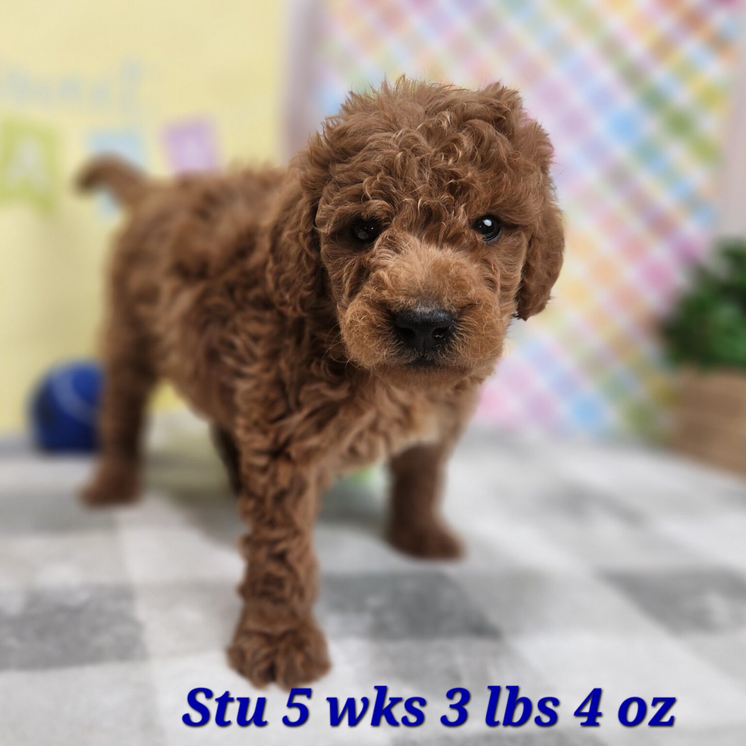 Miniature Goldendoodle Stu