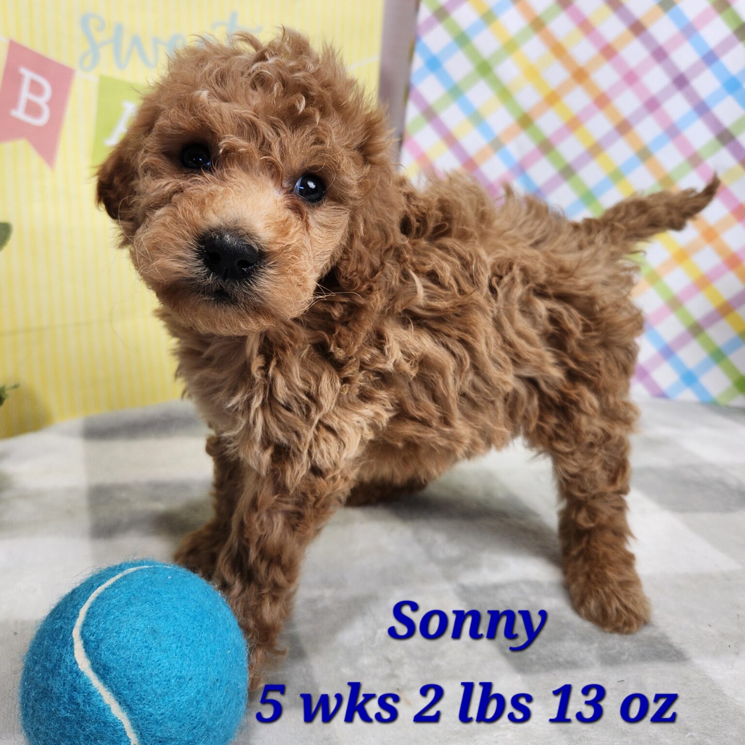 Miniature Goldendoodle Sonny
