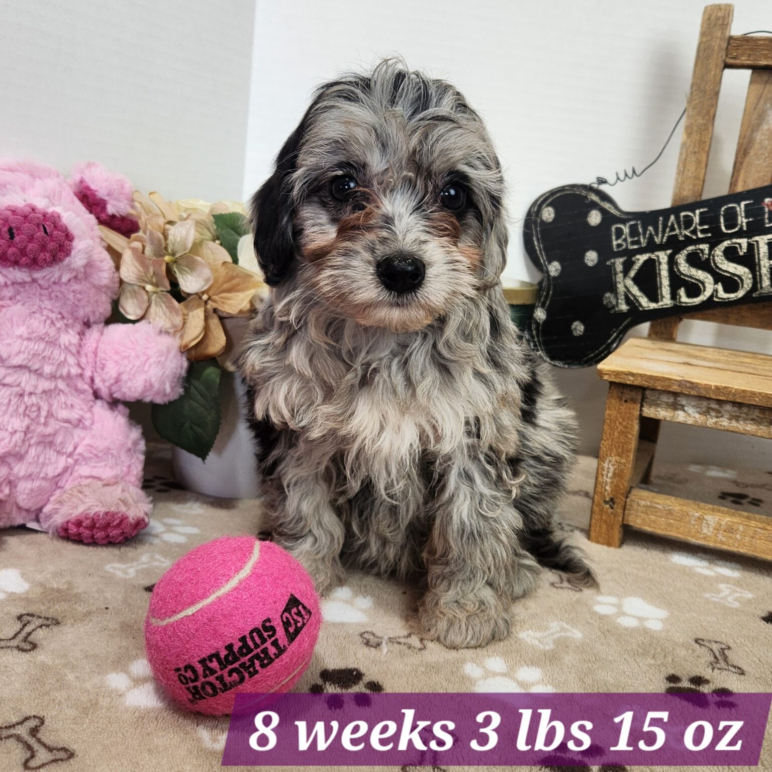 Mini Aussiedoodle Cassy