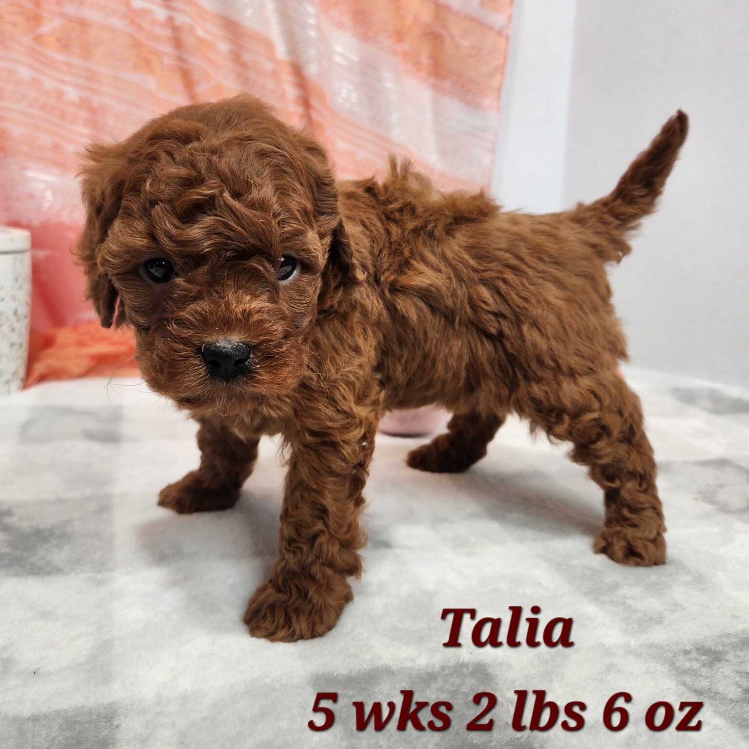 Miniature Goldendoodle Talia