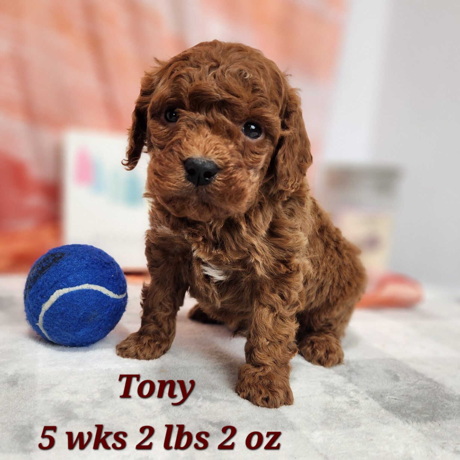 Miniature Goldendoodle