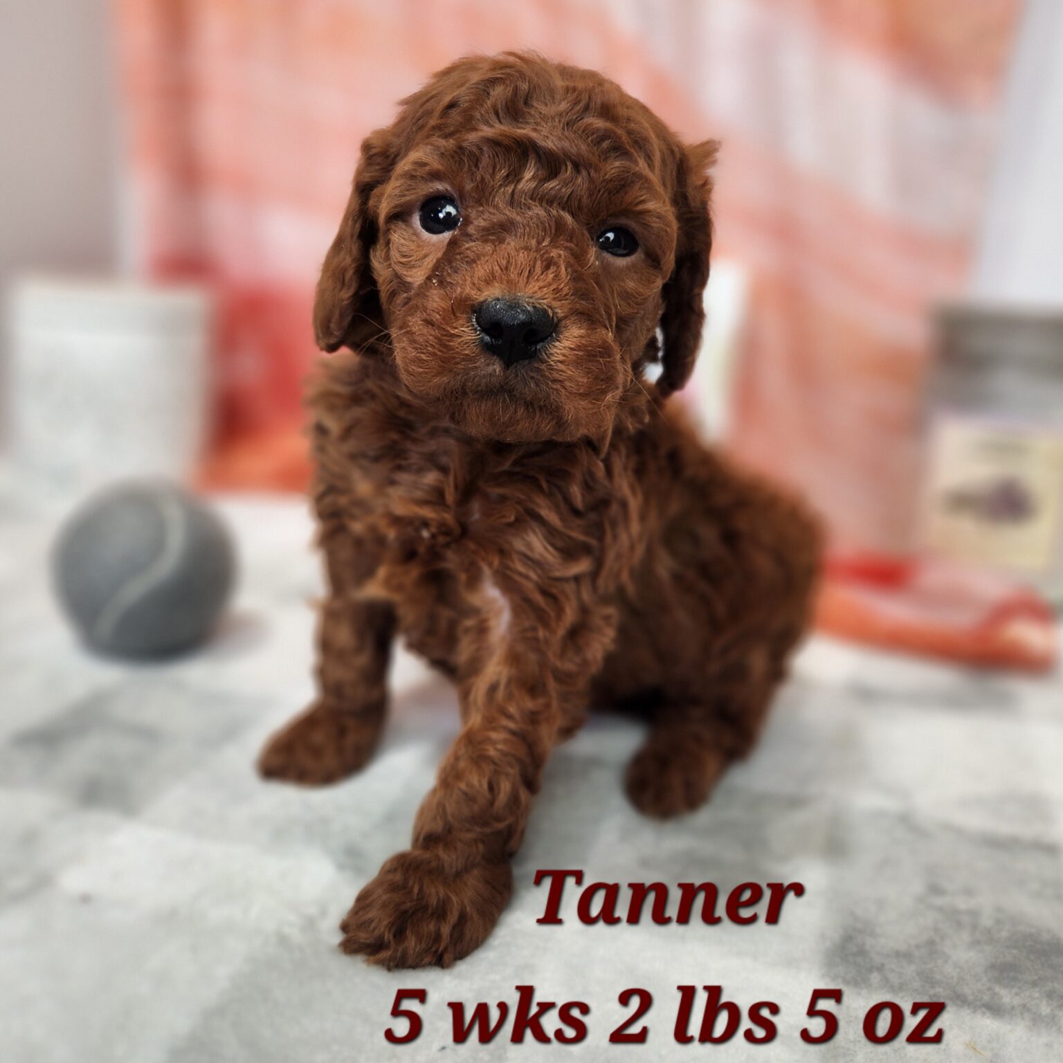 Miniature Goldendoodle Tanner