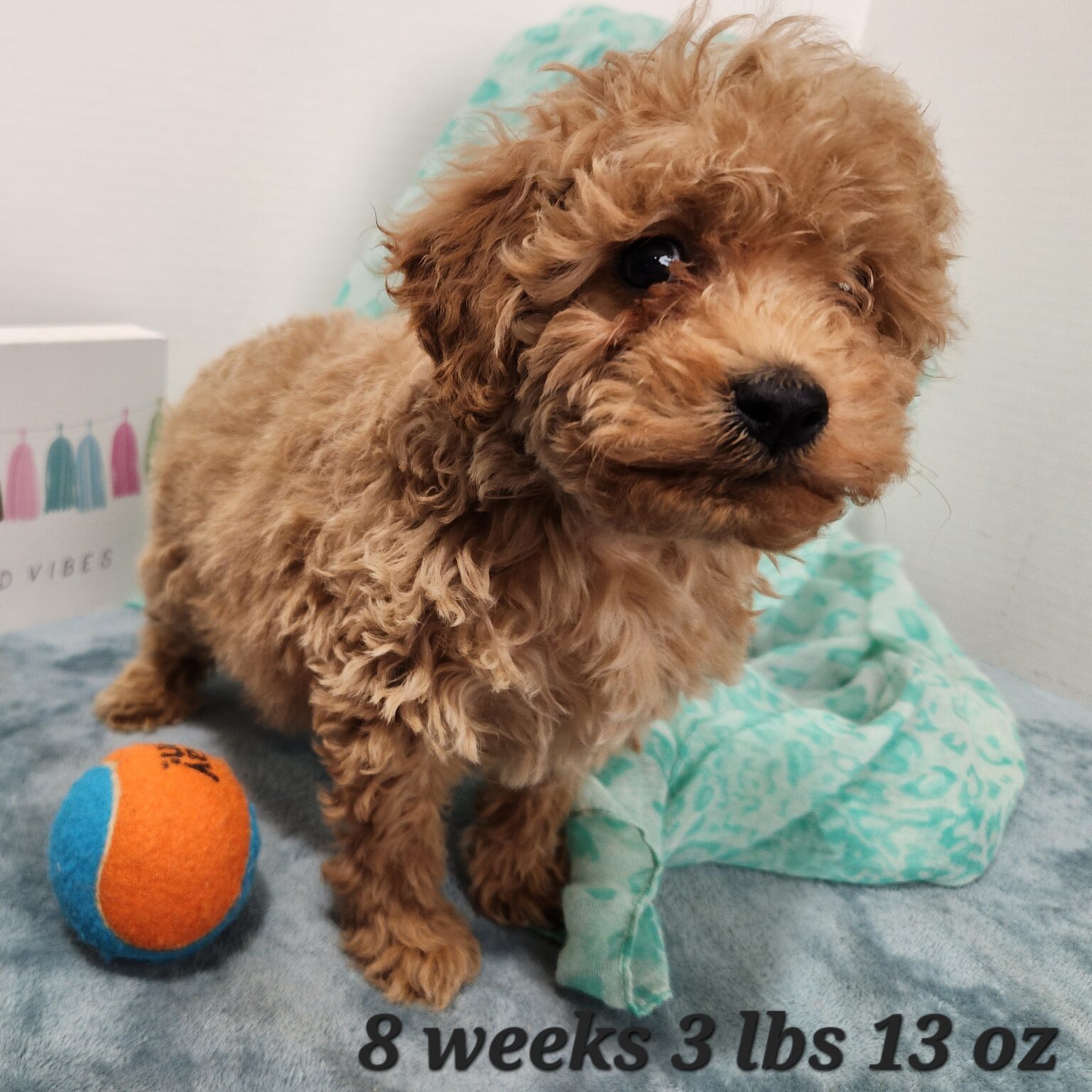 Miniature Goldendoodle Sal