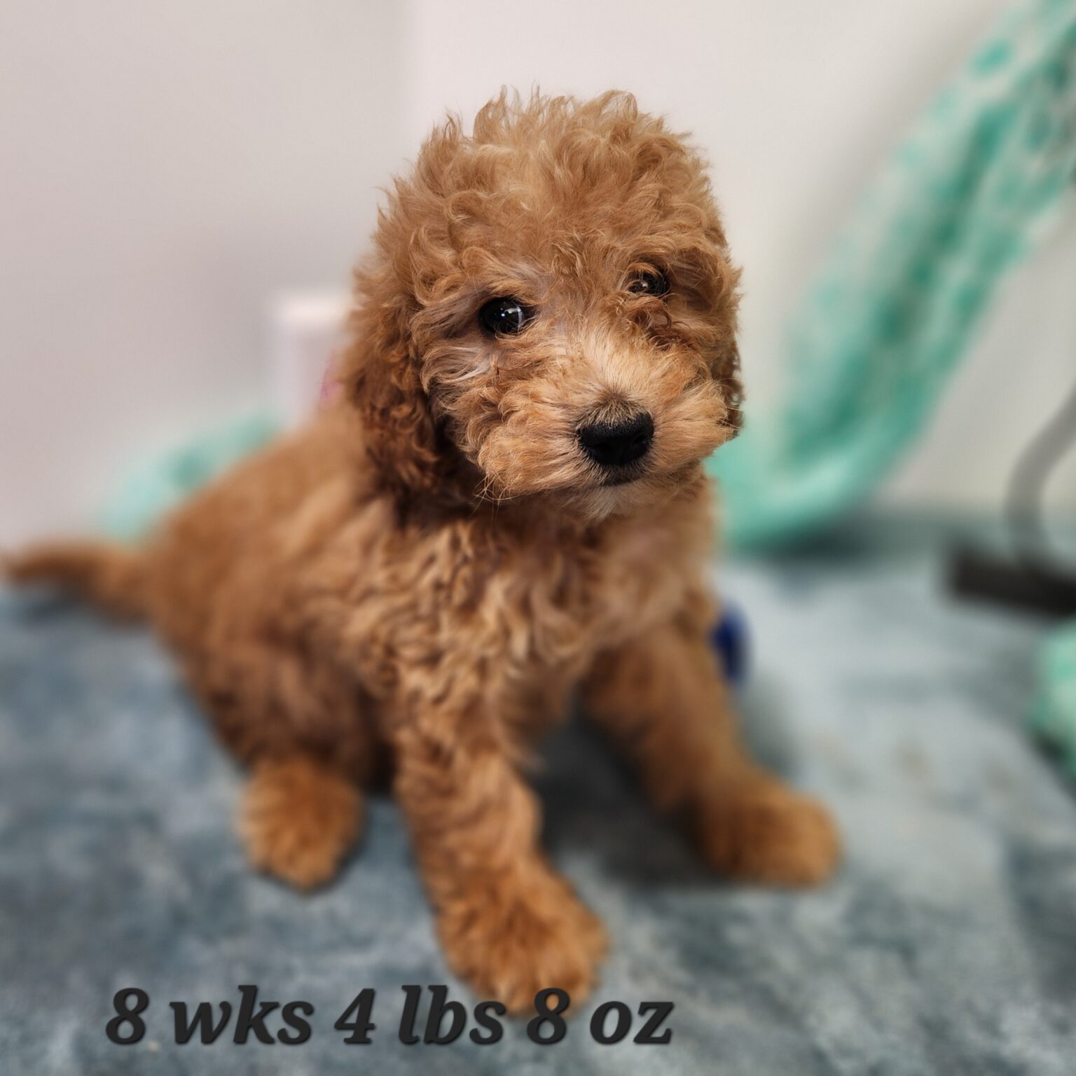 Miniature Goldendoodle Sonny