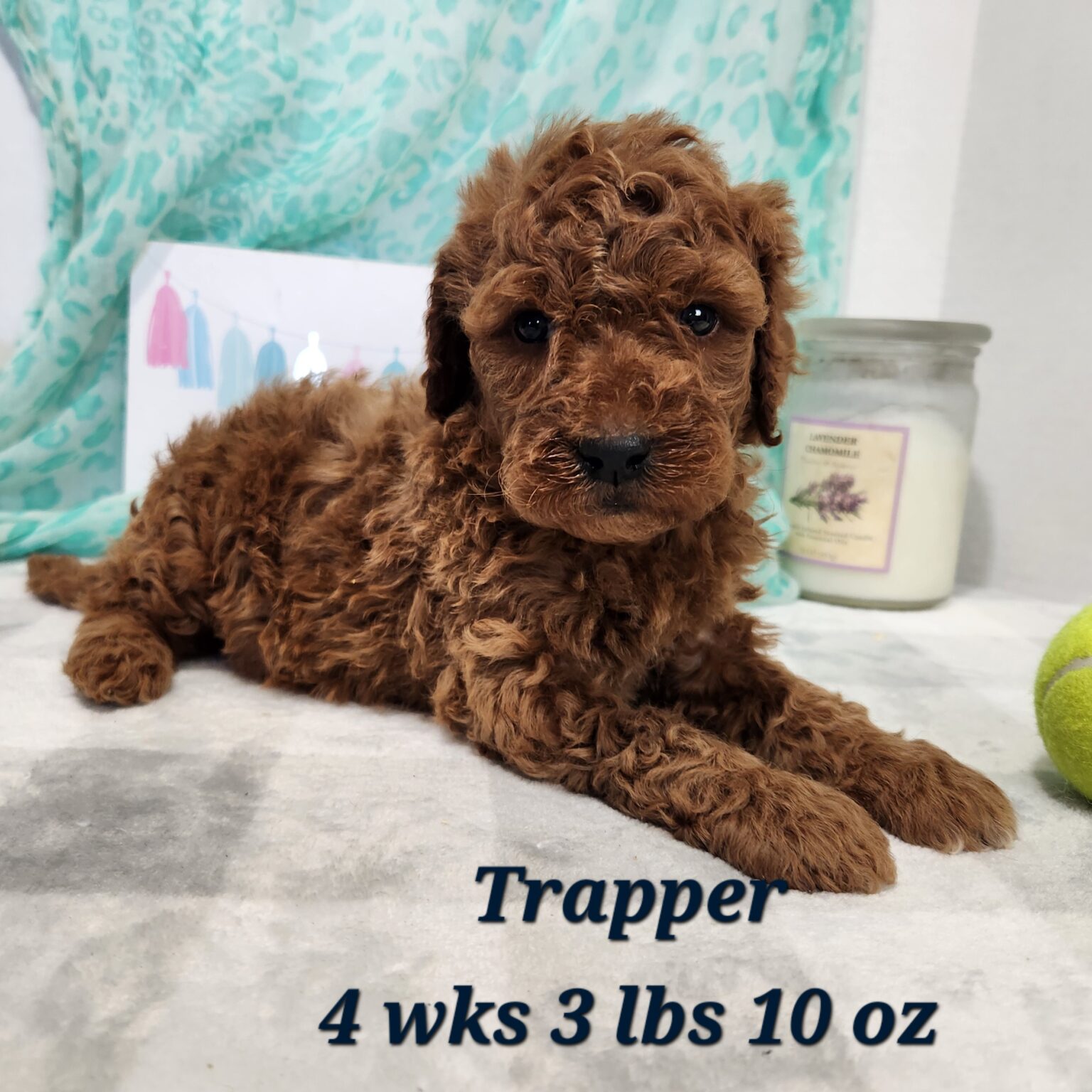 Miniature Goldendoodle Trapper