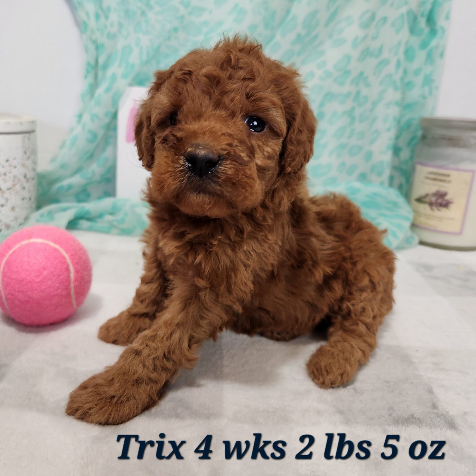 Miniature Goldendoodle Trix