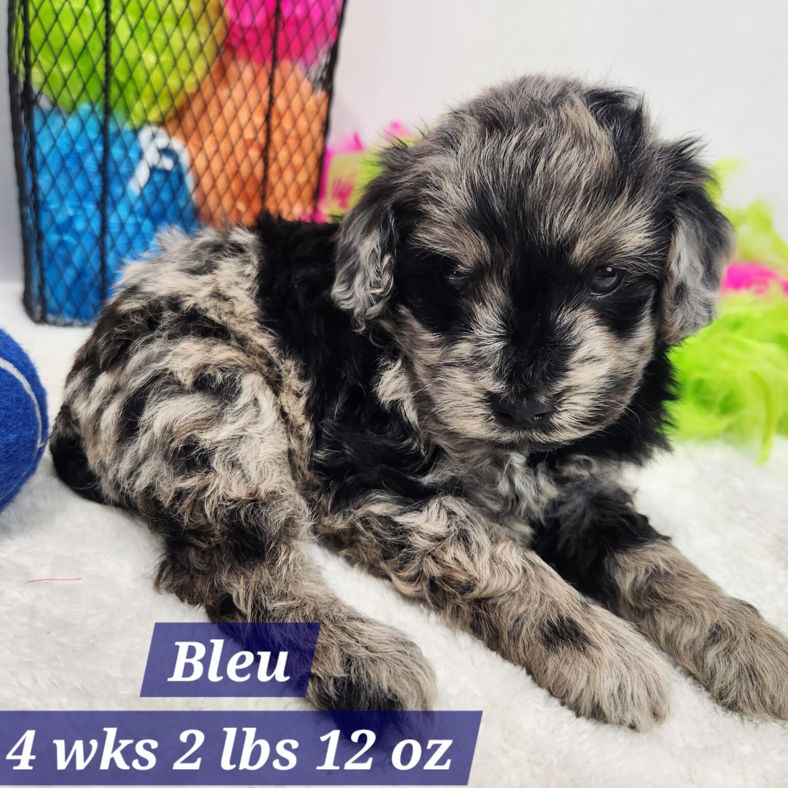 Mini Aussiedoodle Bleu