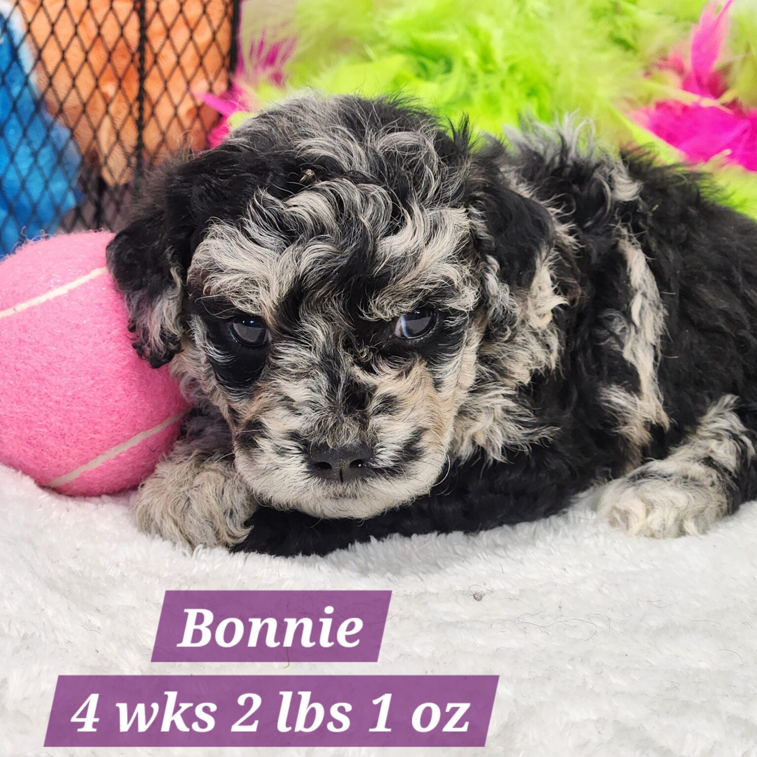 Mini Aussiedoodle Bonnie