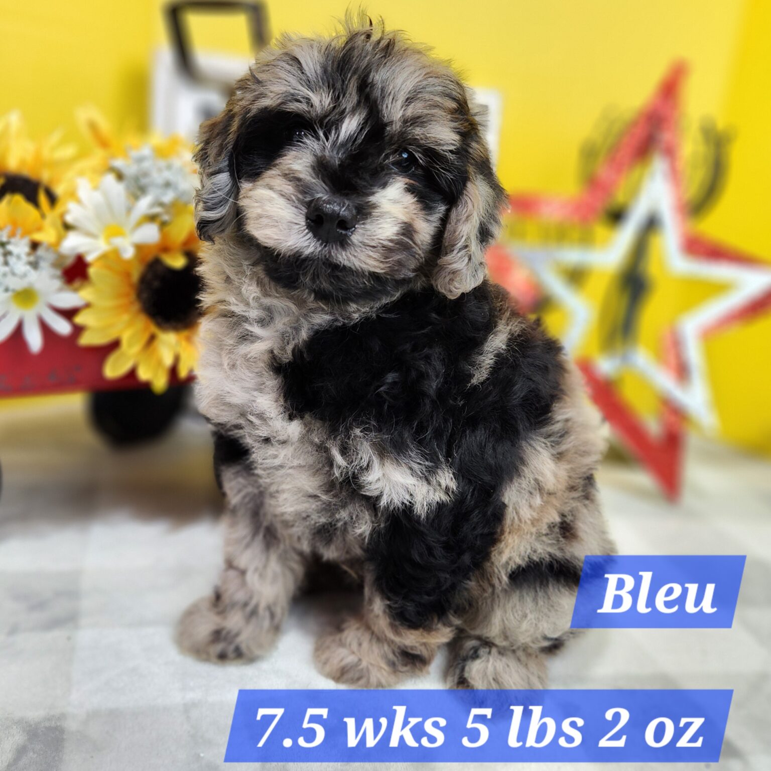Mini Aussiedoodle Bleu