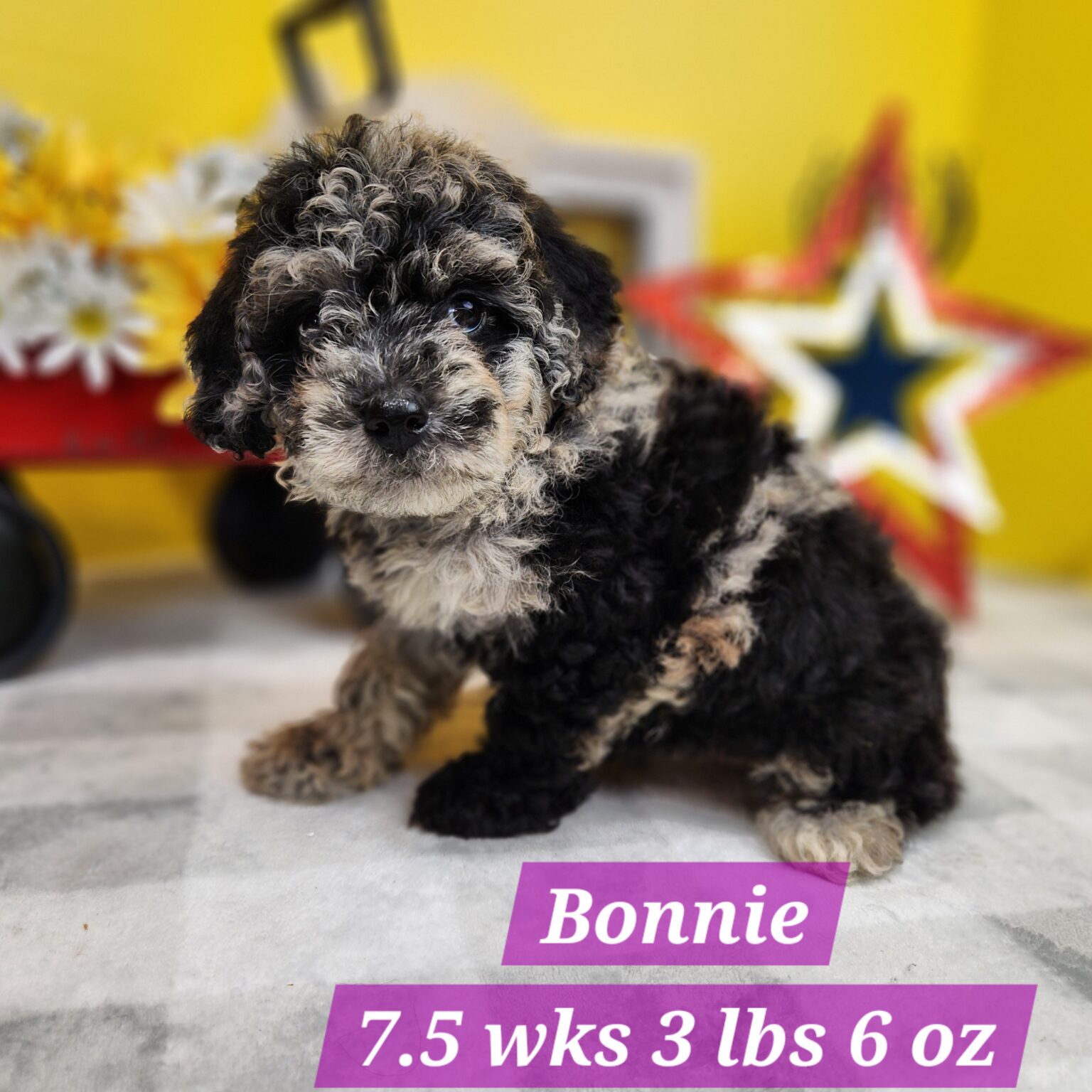Mini Aussiedoodle Bonnie
