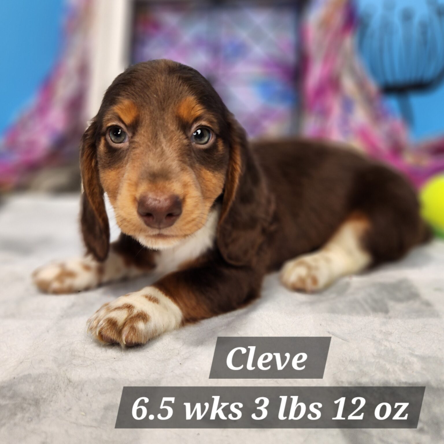 Miniature Dachshund Cleve