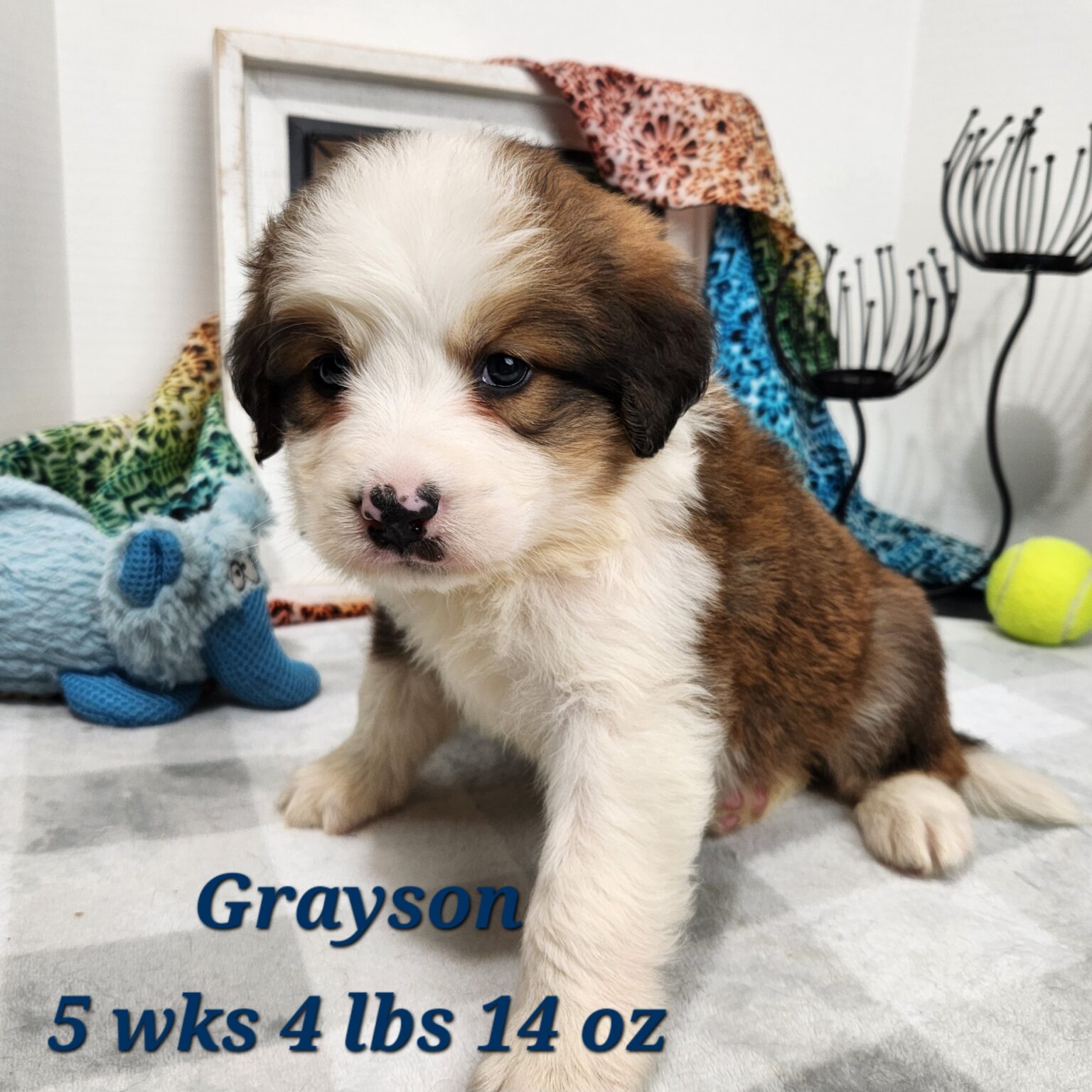 Great Bernese Grayson