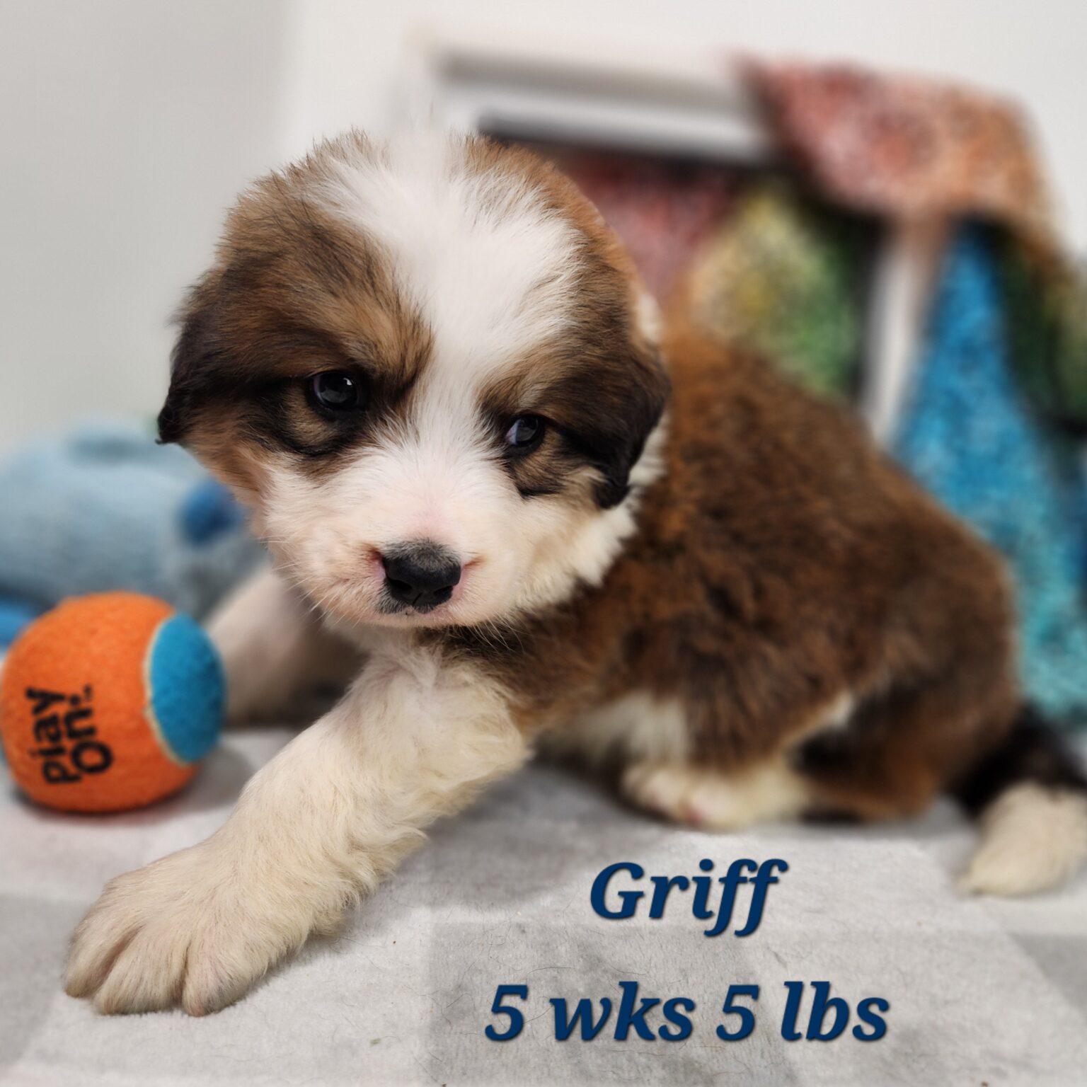 Great Bernese Griff