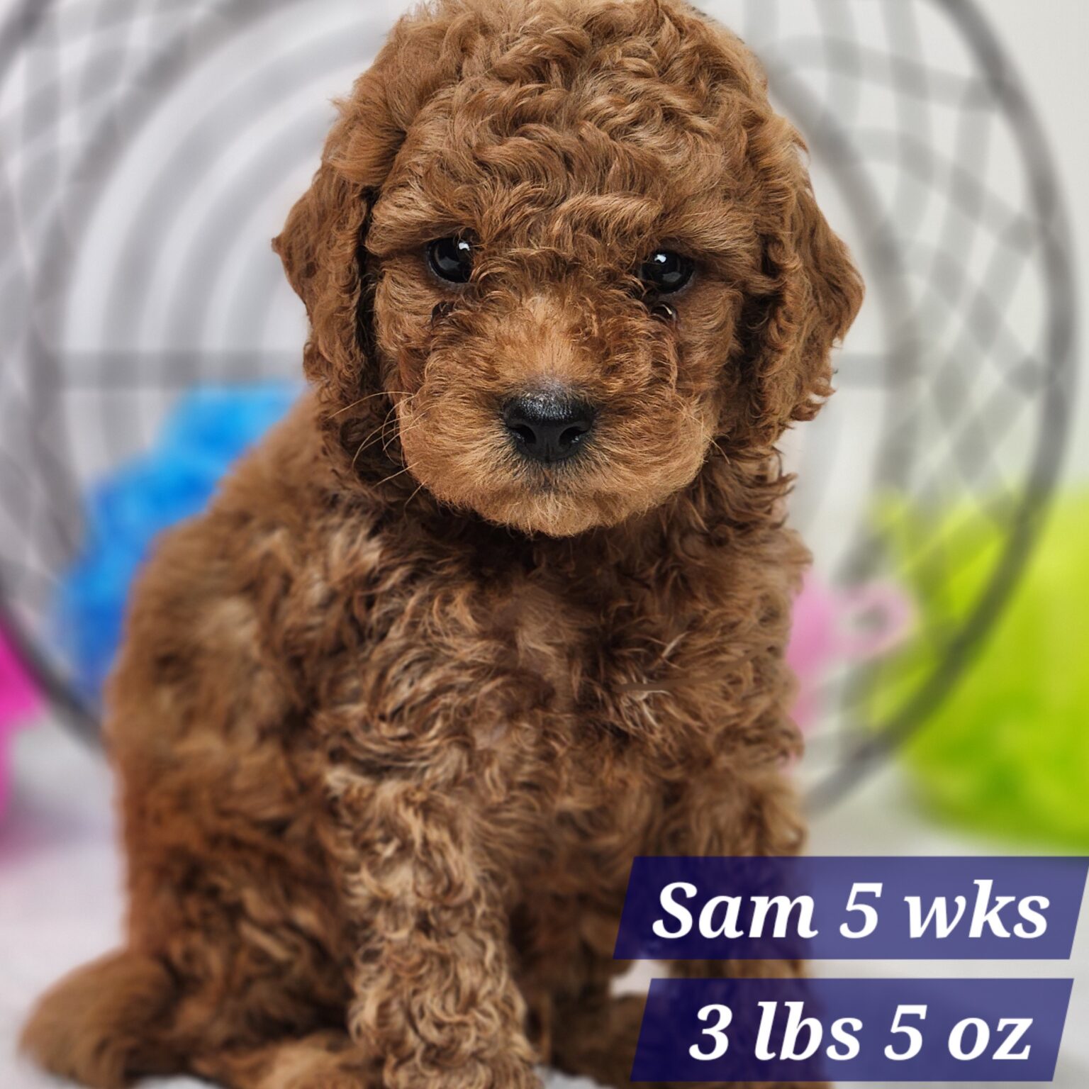 F1bb Mini Goldendoodle headed to Elkhorn Nebraska