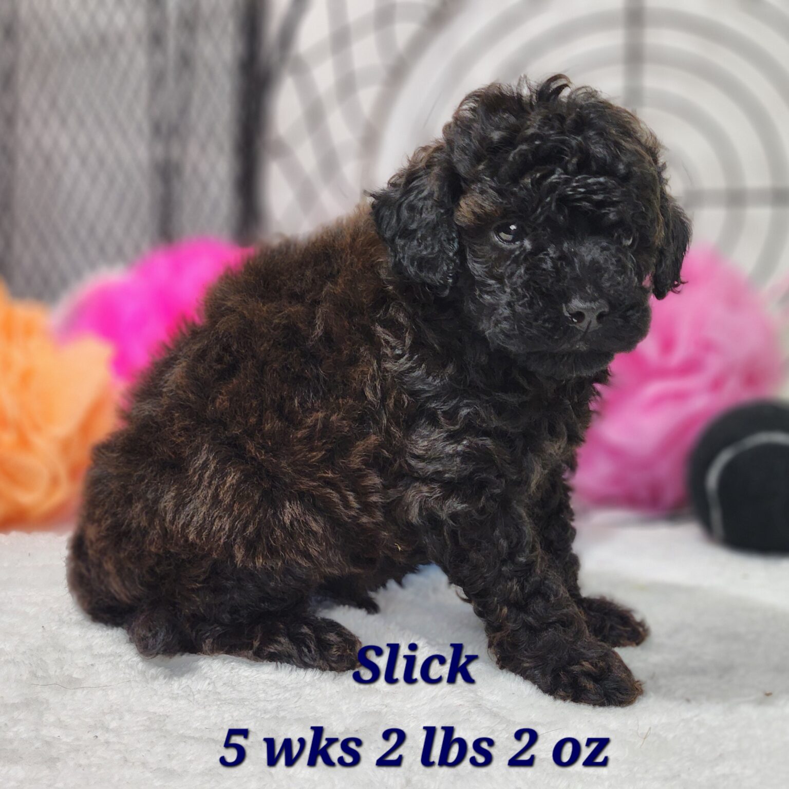 F1bb Mini Goldendoodle Dark Brown