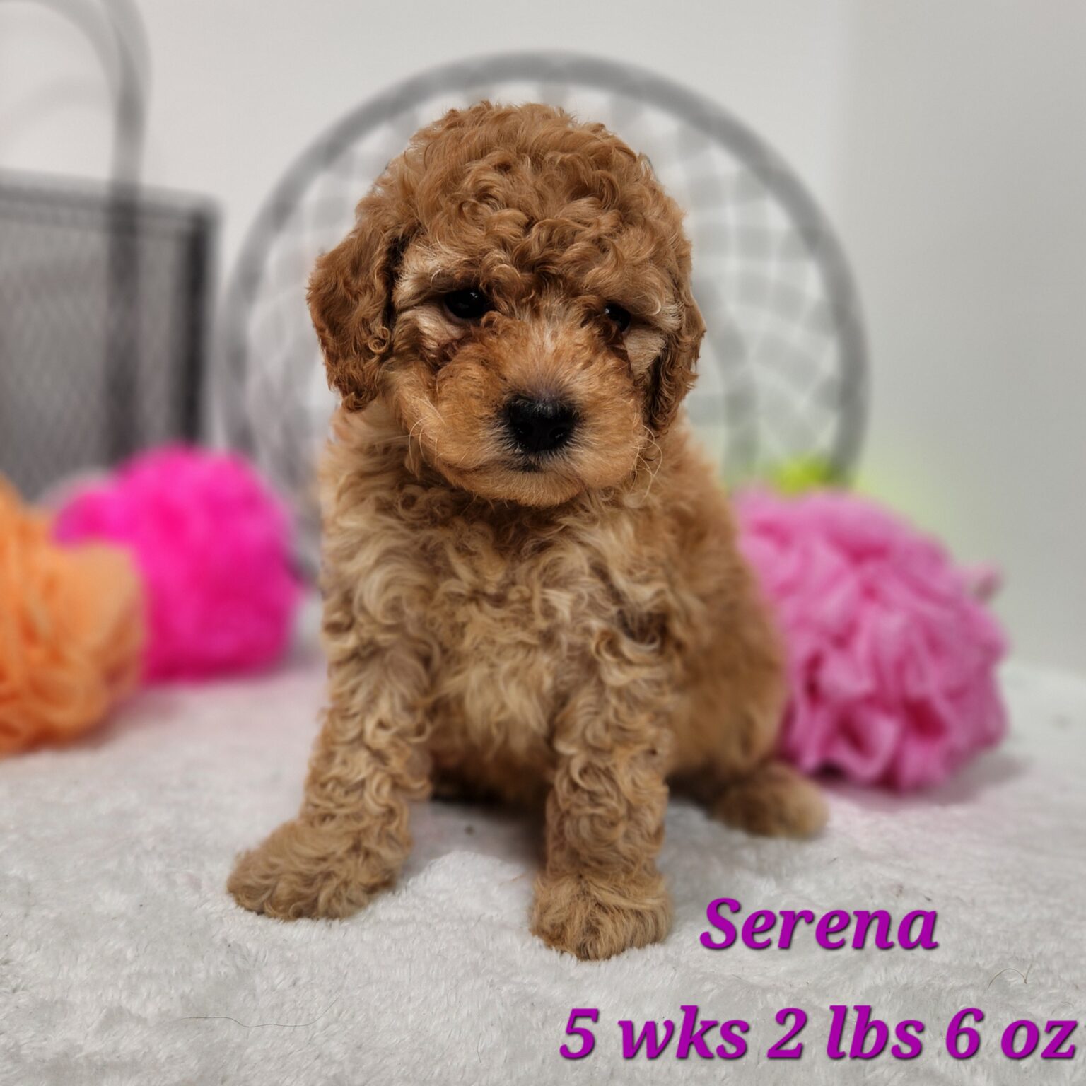 F1bb Mini Goldendoodle Serena has a home in Kearney Nebraska